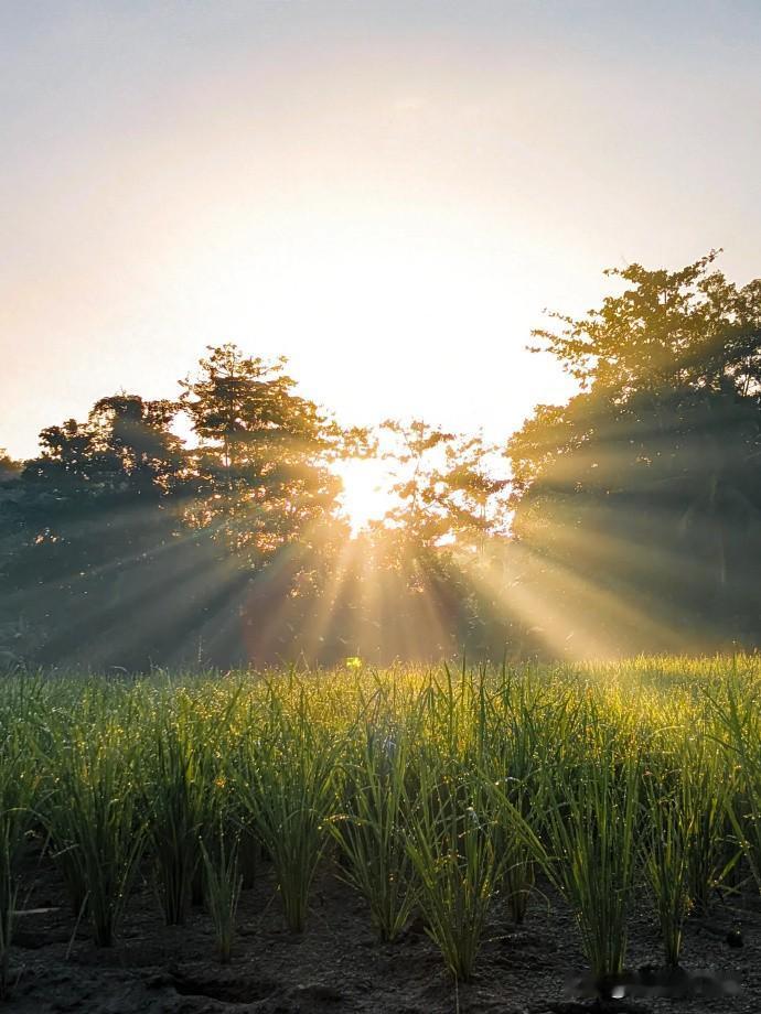 当丁达尔光穿透云层，林间、湖畔、巷陌瞬间被镀上一层金色滤镜。光束里的尘埃翩跹起舞