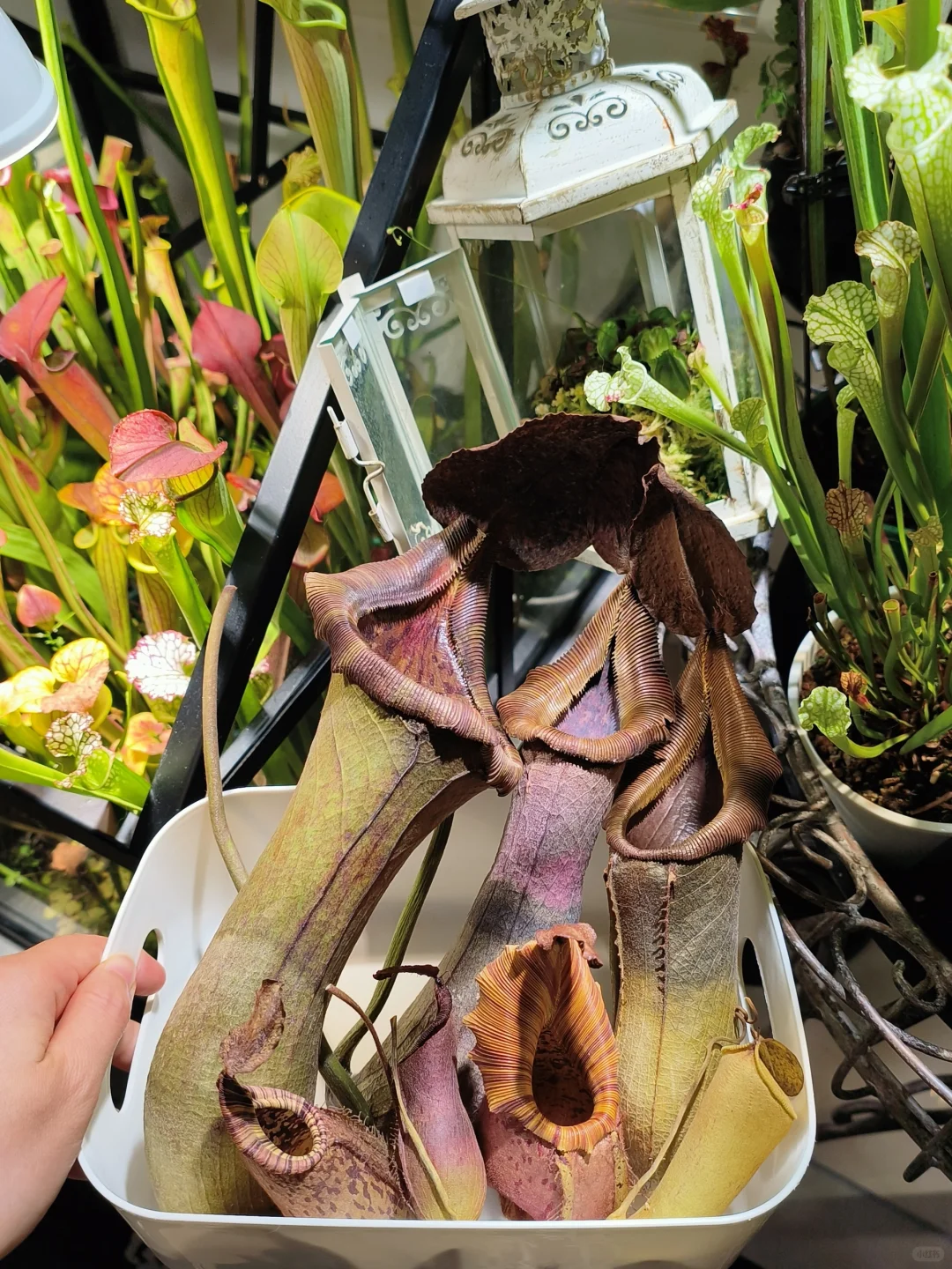 右划帮我给猪笼草标本一键上色→