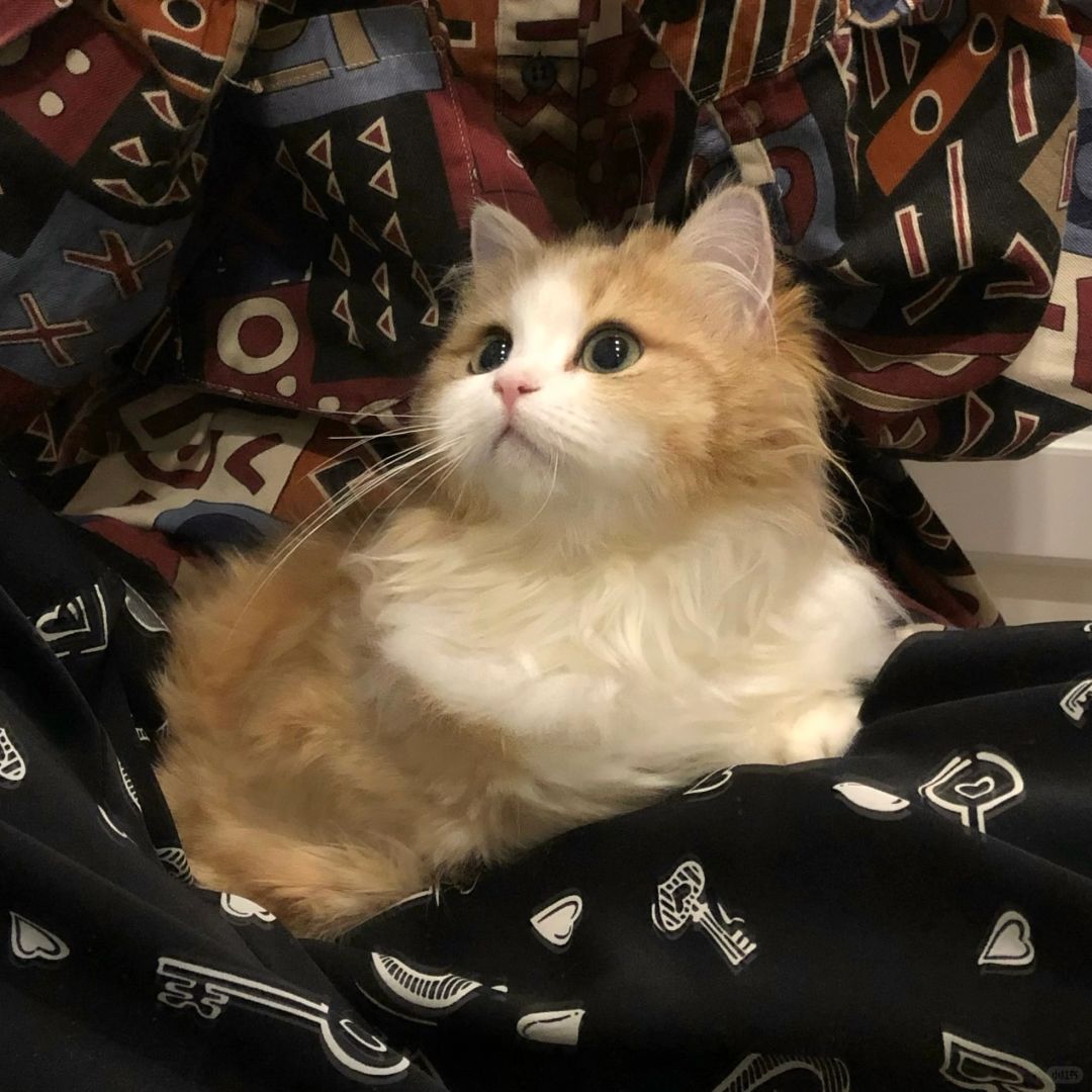 真的会有人不喜欢小猫头像吗