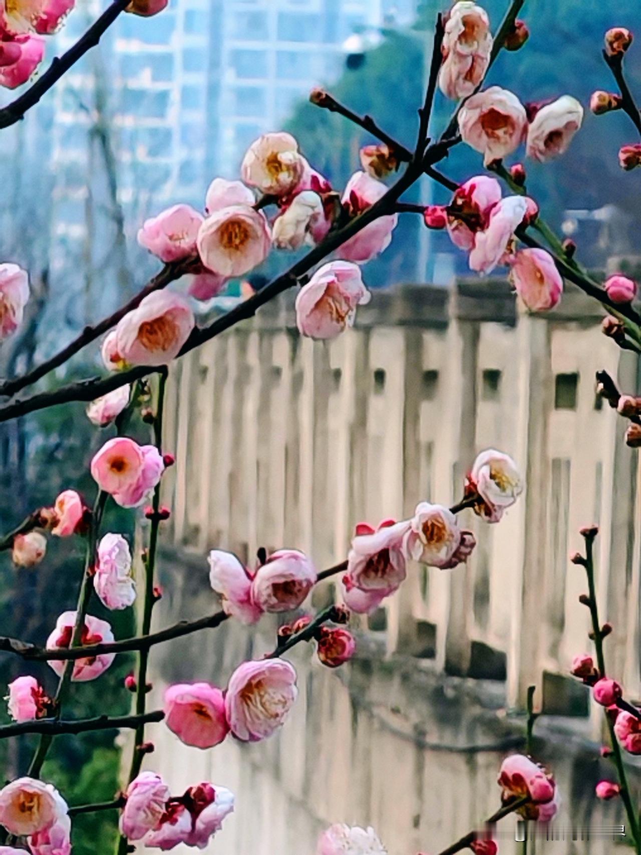 有点反常，是寒冬三九四九了我穿一件打底衫外加件羽绒服感觉有点热，重庆今年冬天真的