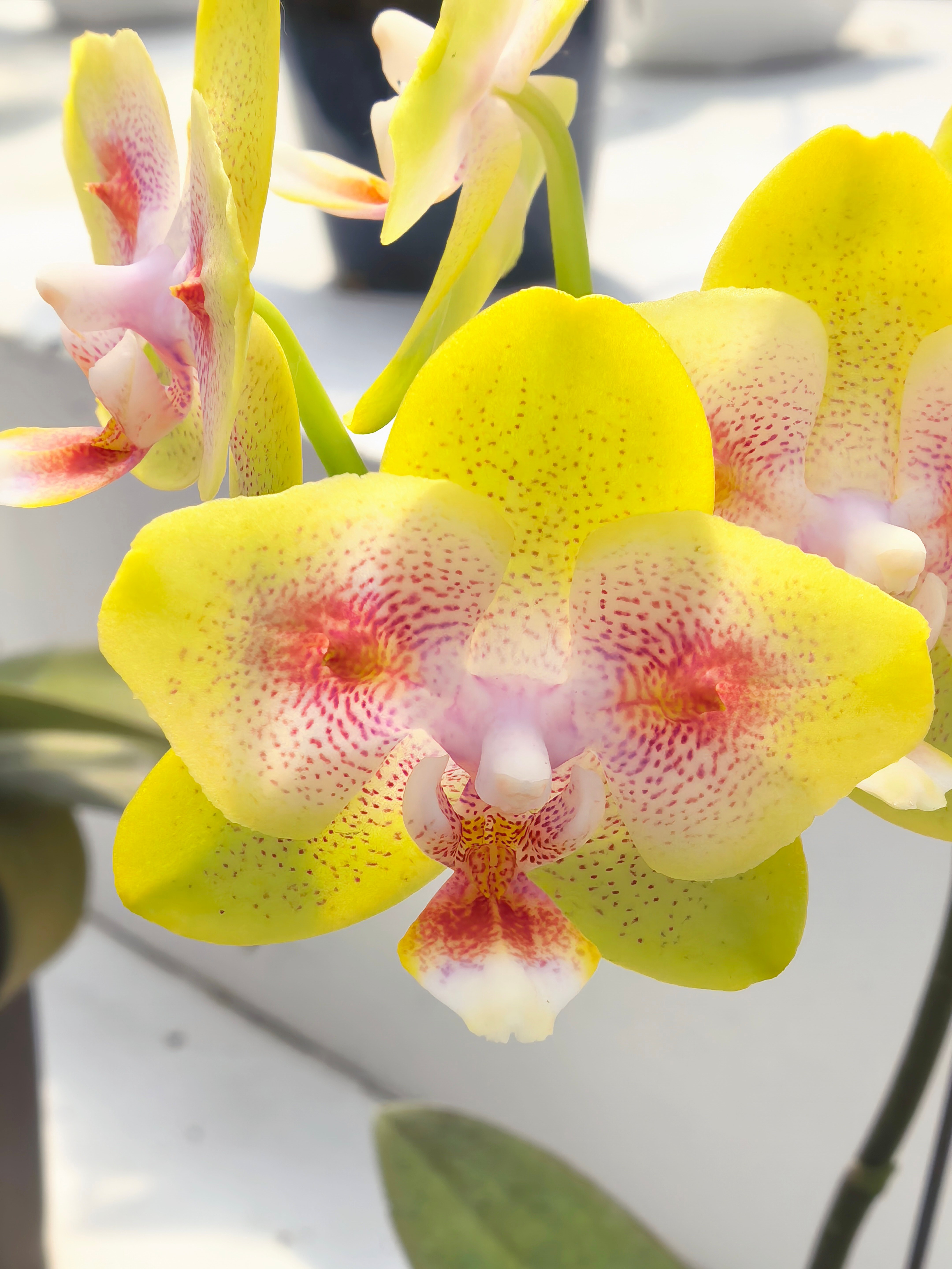 一盆售价2000➕，但只开一季却难打理的的蝴蝶兰，究竟是谁在卖？对于爱植物的人来