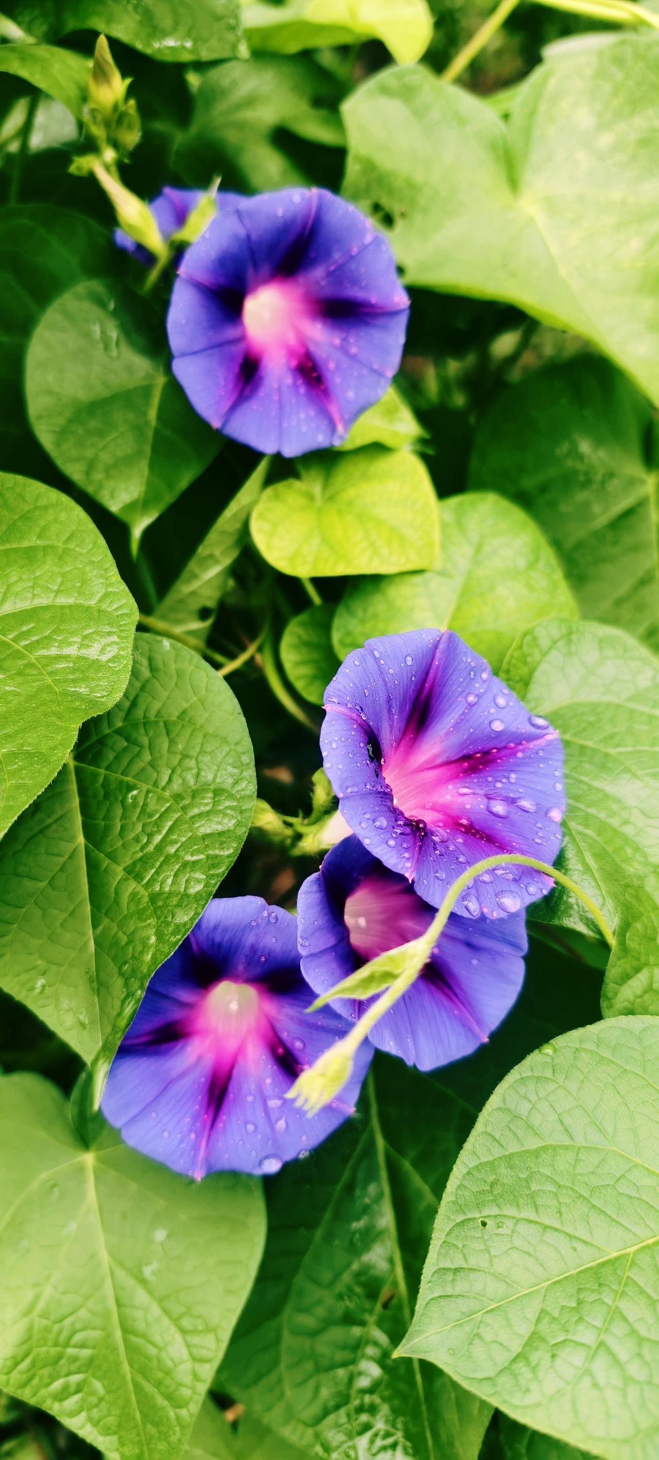 花朵唯美图片牵牛花花牛！[大笑]