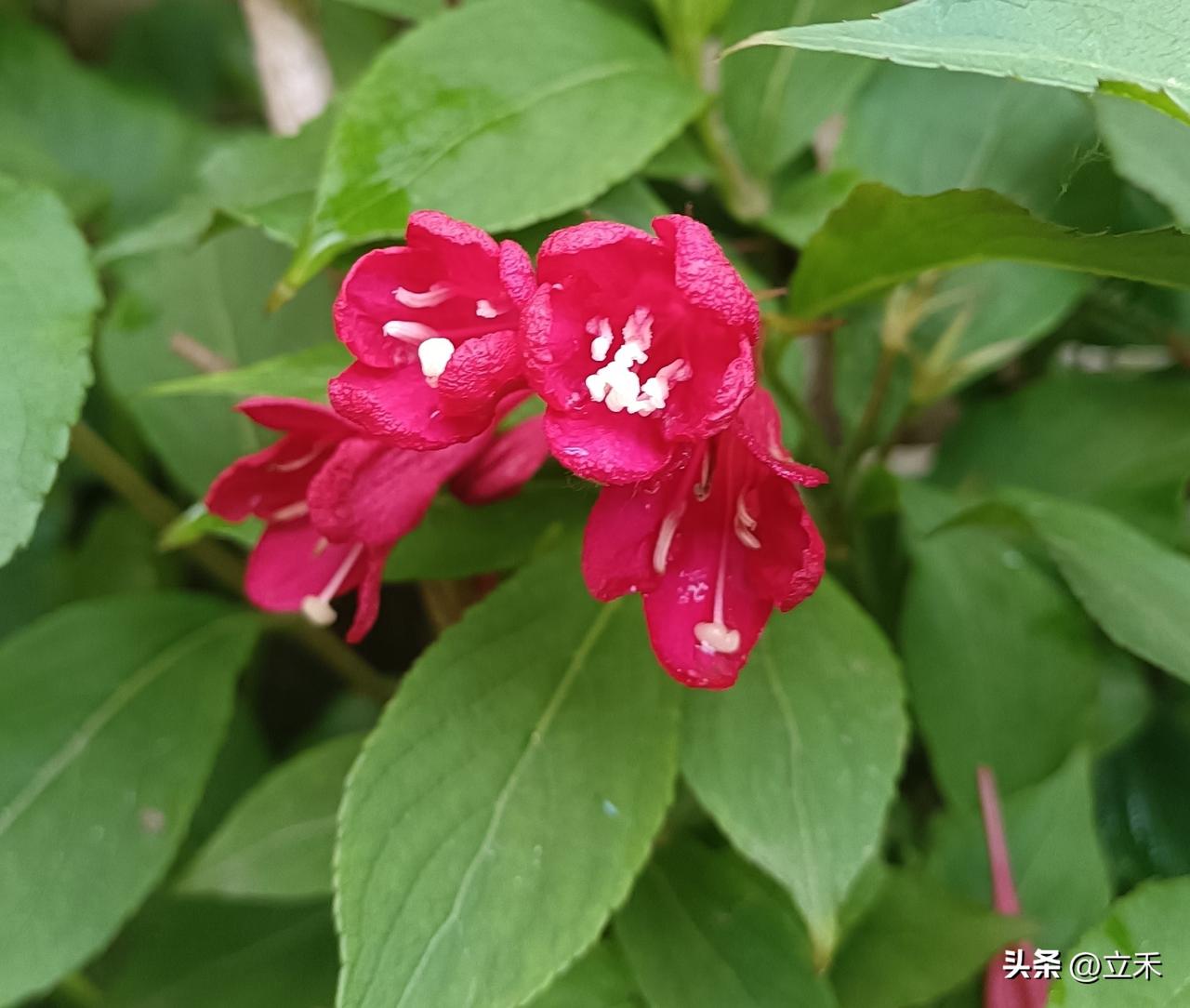 红王子锦带花：
这个时候，正是红王子锦带花盛开之时，它不像桃李般的含蓄，更不像牡