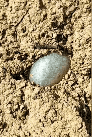 发个动图玩玩，能看出什么意思来吗？
创意动态图 
奇特的动态图 
神级动态图