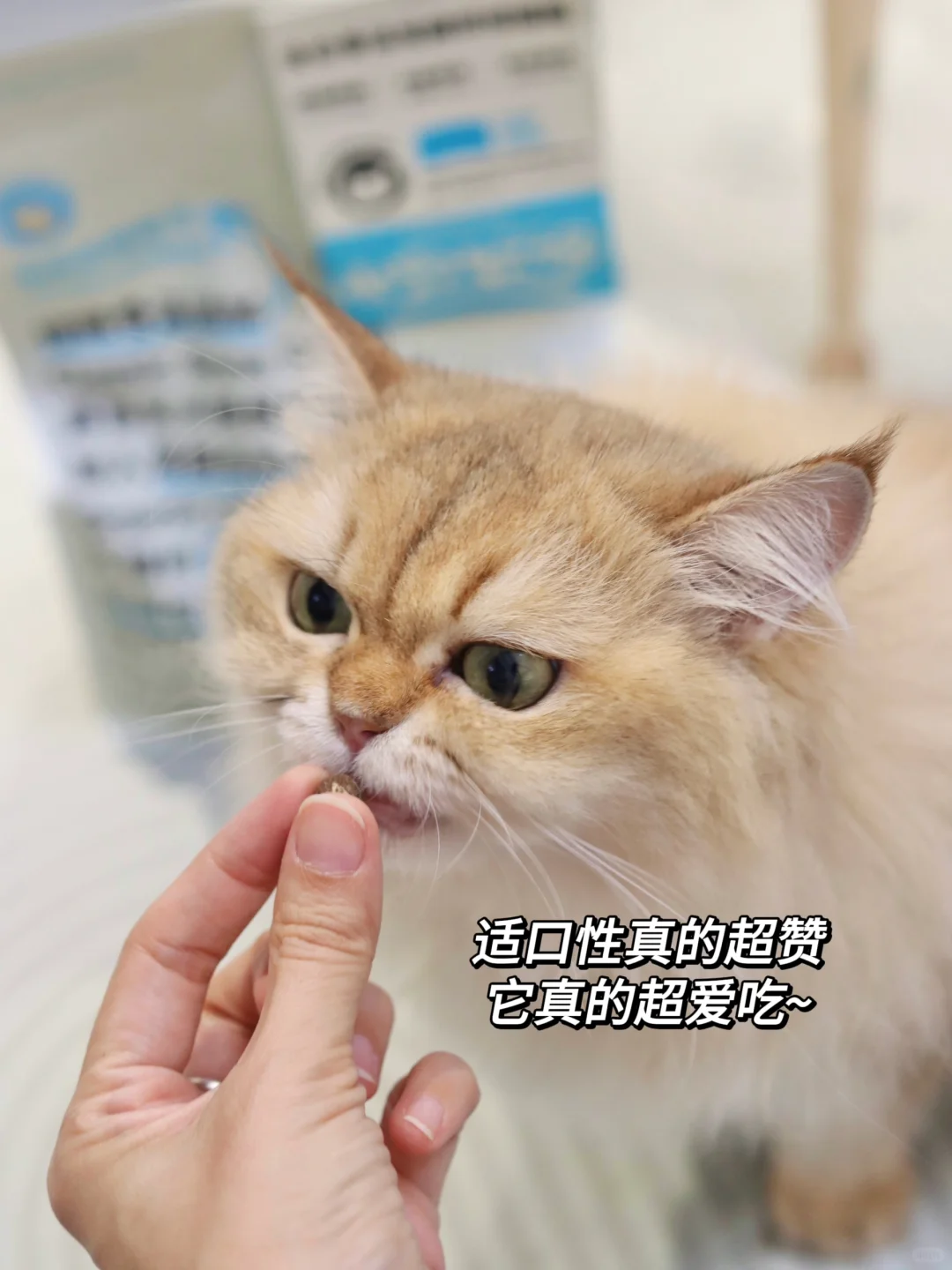 成分党必看 | 四款热门猫粮大盘点