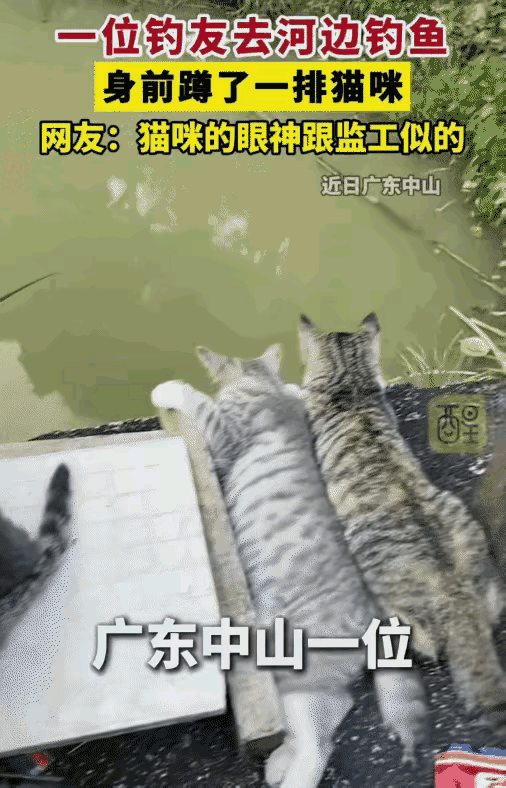 谁懂啊，好好的户外钓鱼，硬生生被一群猫咪变成现场考核现场！    
      