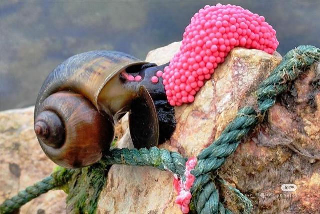 警惕！福寿螺果汁暗藏致命风险
网传用福寿螺卵制作“补身果汁”的说法，实则是危及生