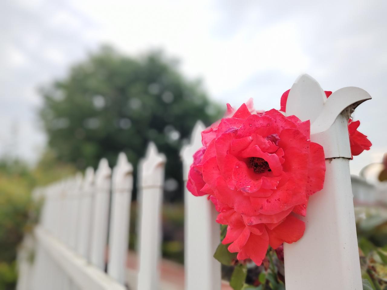 仲夏时节的月季🌹
（城固县北郊外莲花池村）