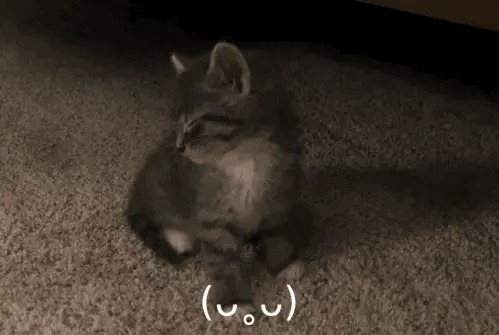 晕晕小猫 ​​​