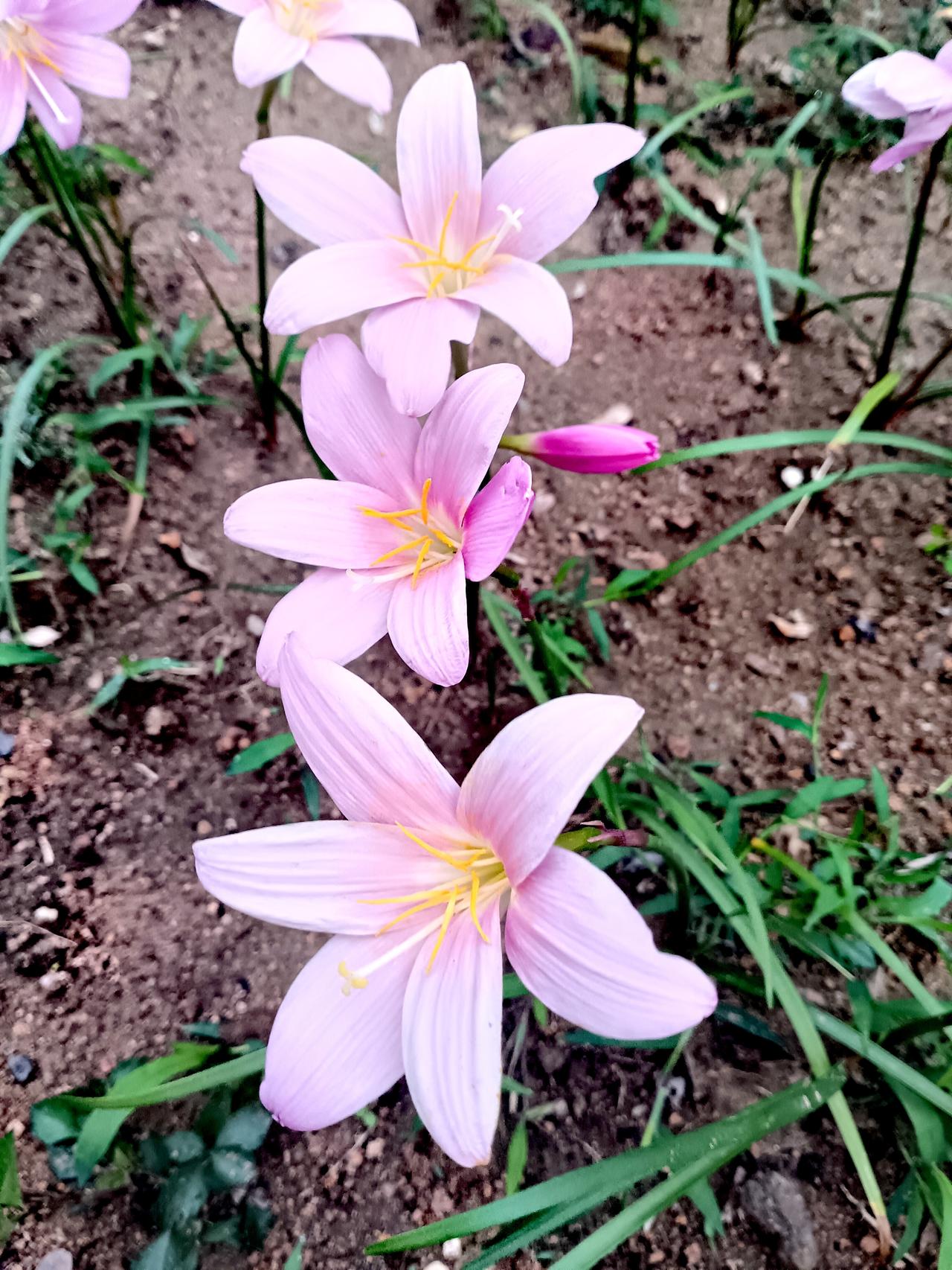 泥土间韭莲悄然绽放，柔粉花瓣舒展，金黄花蕊鲜活，清丽温婉，于质朴泥土里漾出恬淡美