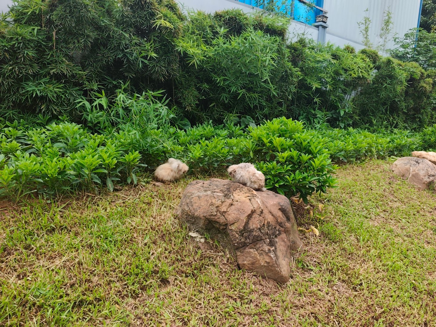 在广州越秀区和天河区交界的天河立交口袋公园（西北角）发现两只被遗弃的宠物兔（安哥