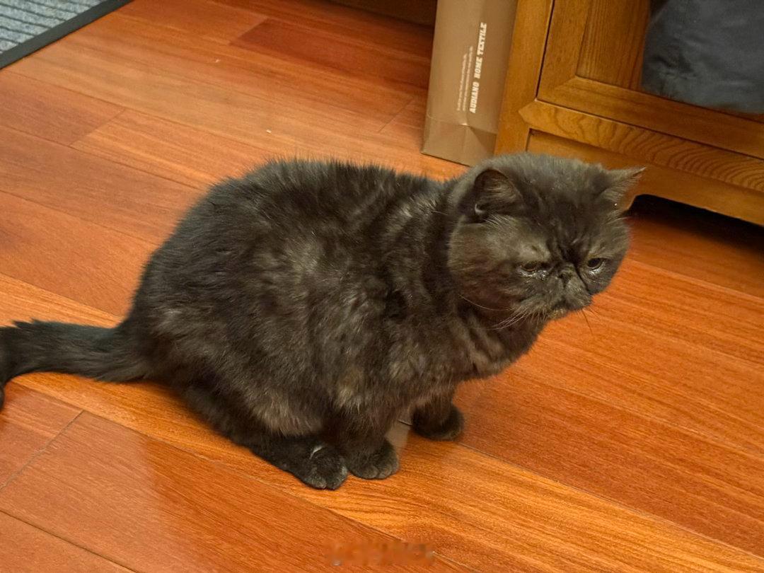 今天早晨，灰太狼老了。虽然把它接回来的时候，已经是一只「老猫」，七年多的陪伴还是