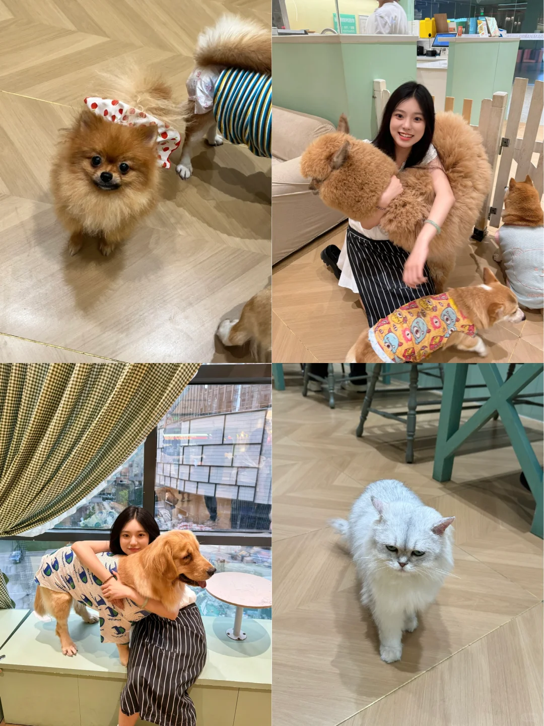 好治愈的一天🫧南京宠物探店🐱🐶