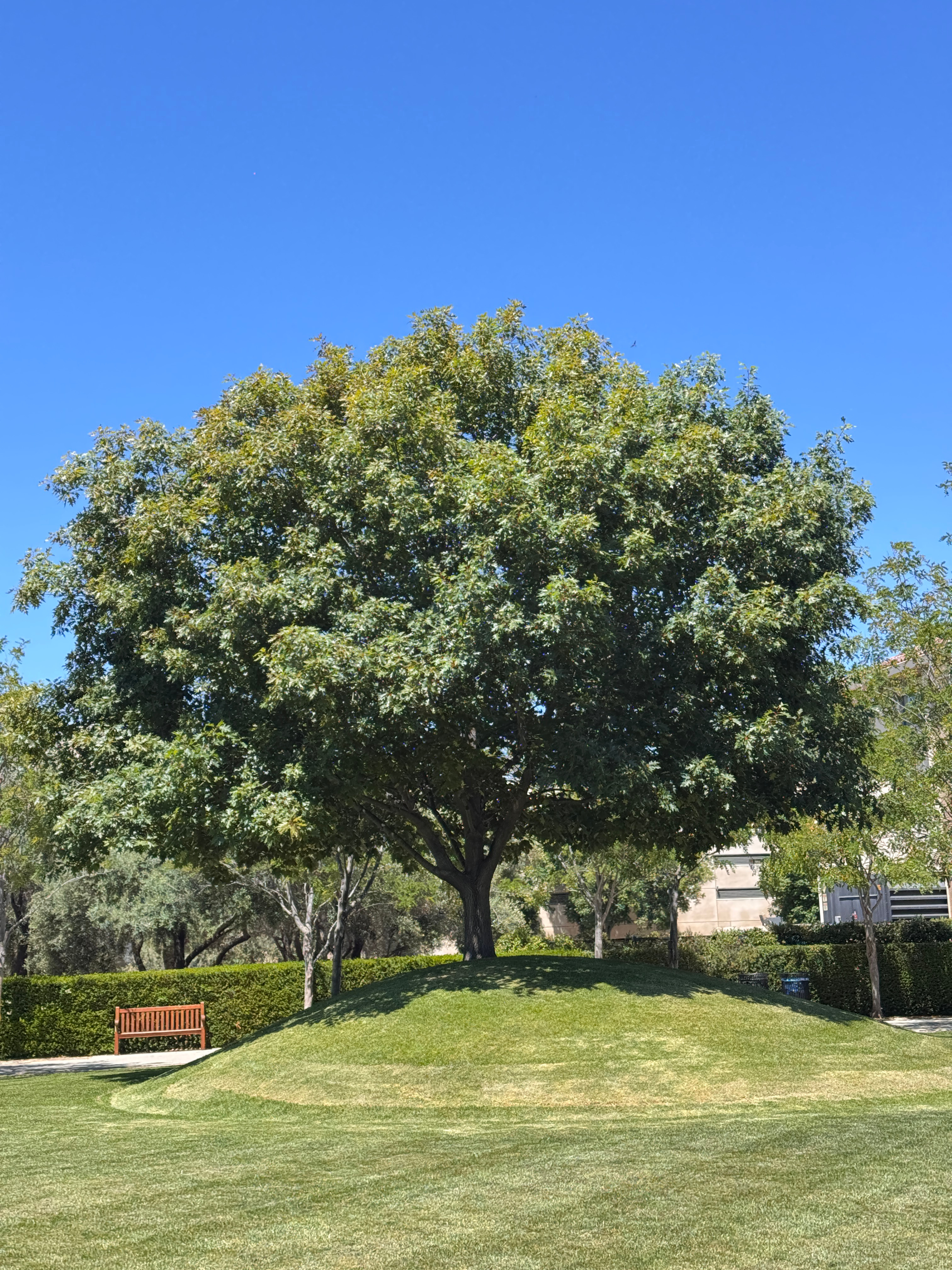 早每天早起打卡 美国·斯坦福大学 Stanford University