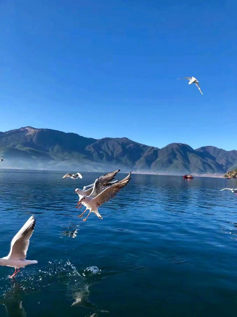 女子称入住泸沽湖酒店被员工进房猥亵【女子称入住云南泸沽湖景区酒店被员工刷卡进房猥