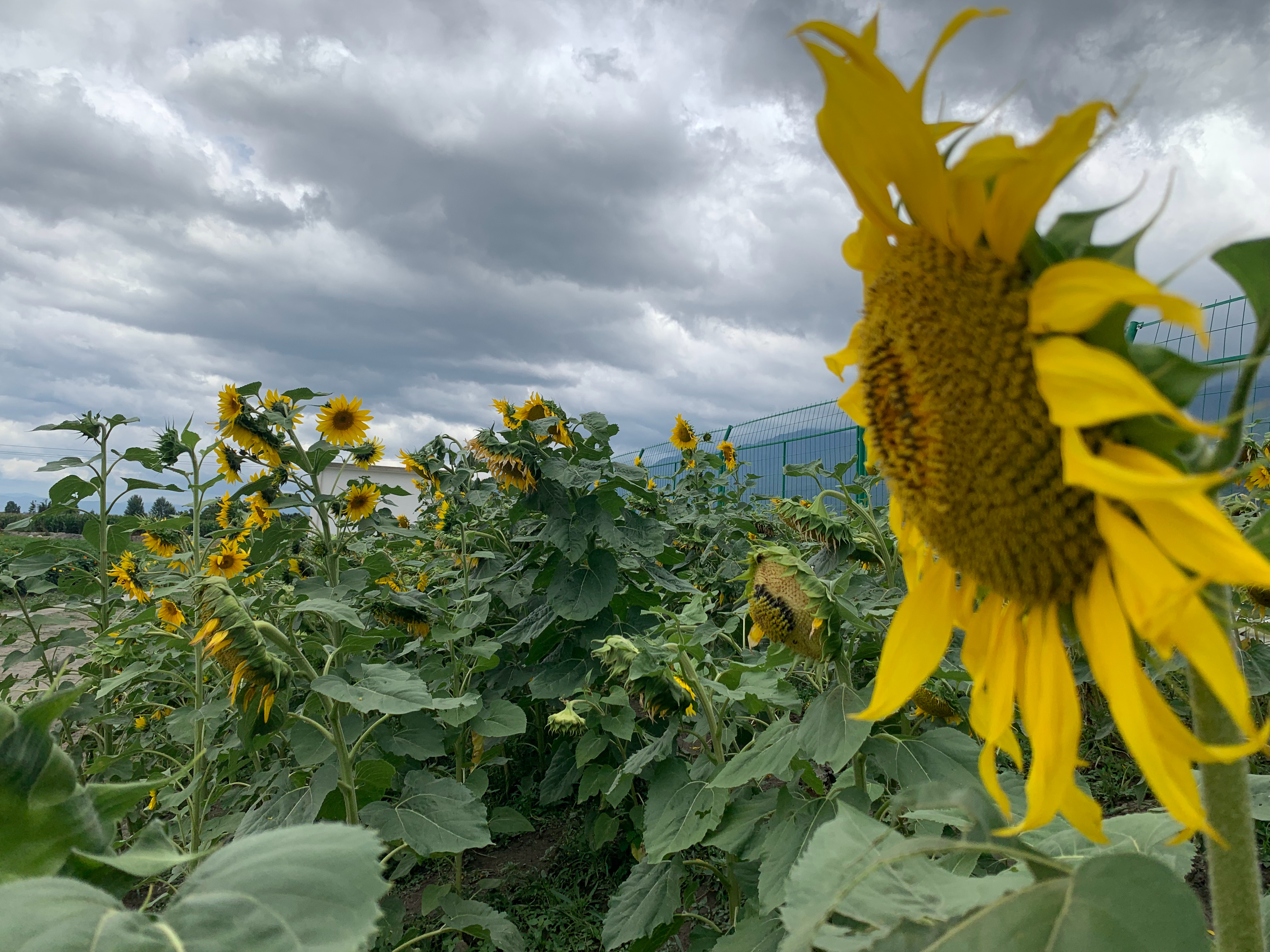 红风车搭配成片向日葵，氛围感直接拉满。虽然今天云层很厚，但站在花田里面，心里莫名