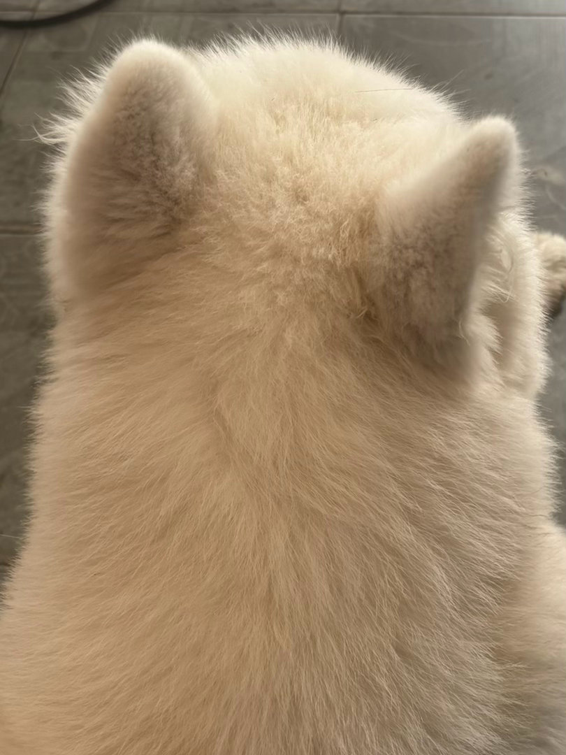 白厄的妙脆角 