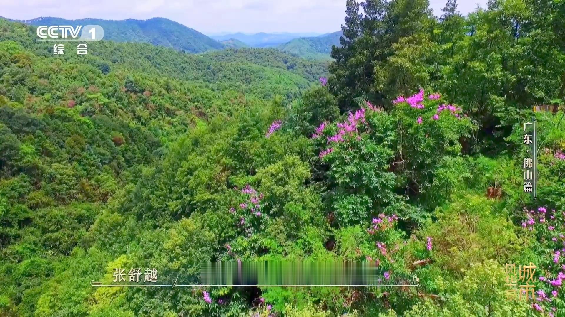 金毛狗是一种植物佛山在荒山种1000多万株树曾经光秃秃的荒山，如今种下千万苗木，
