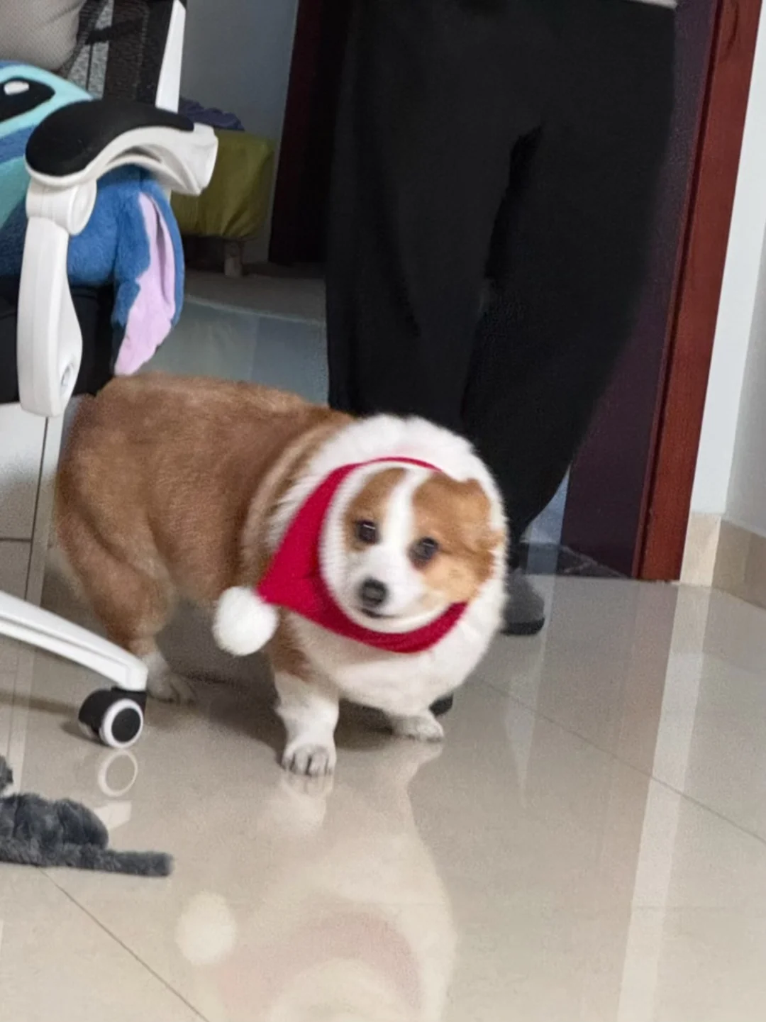 春节害怕鞭炮🧨的破碎小狗🐶