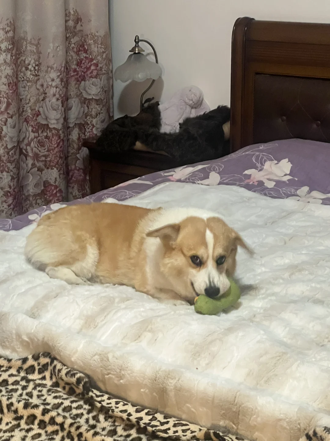 你们家的柯基为什么没立耳呀