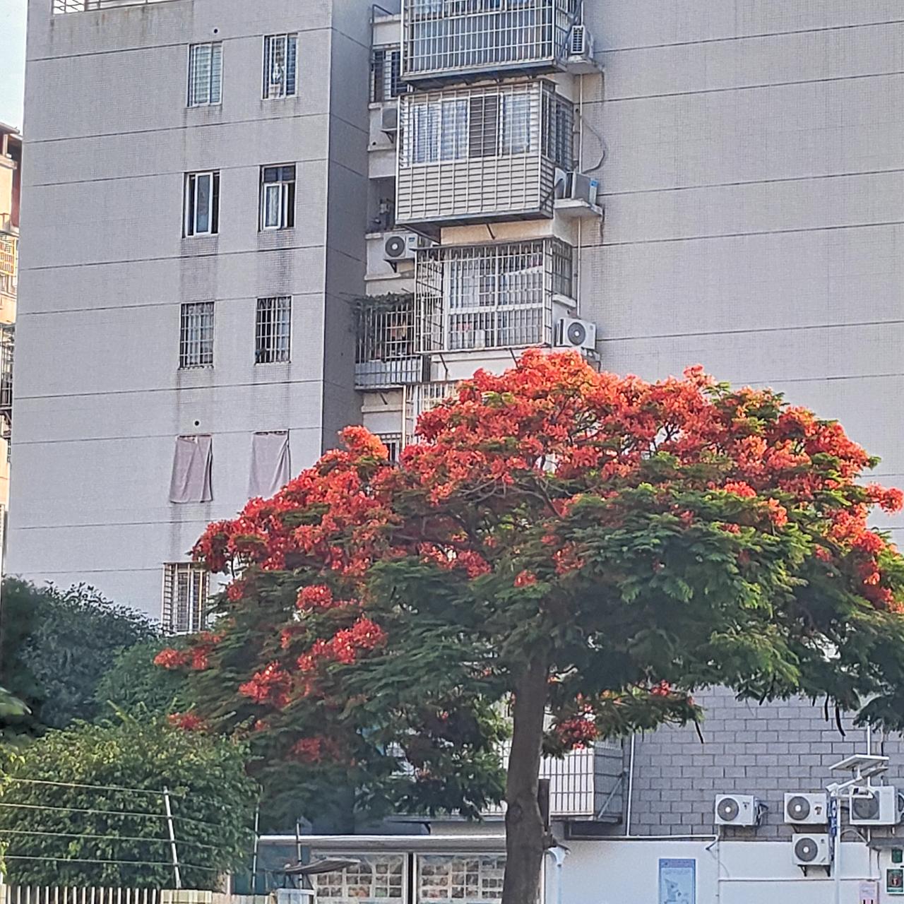 每年的五月六月，厦门市凤凰花开，整个城市红彤彤一片。今年的凤凰花开时节，湖滨北路