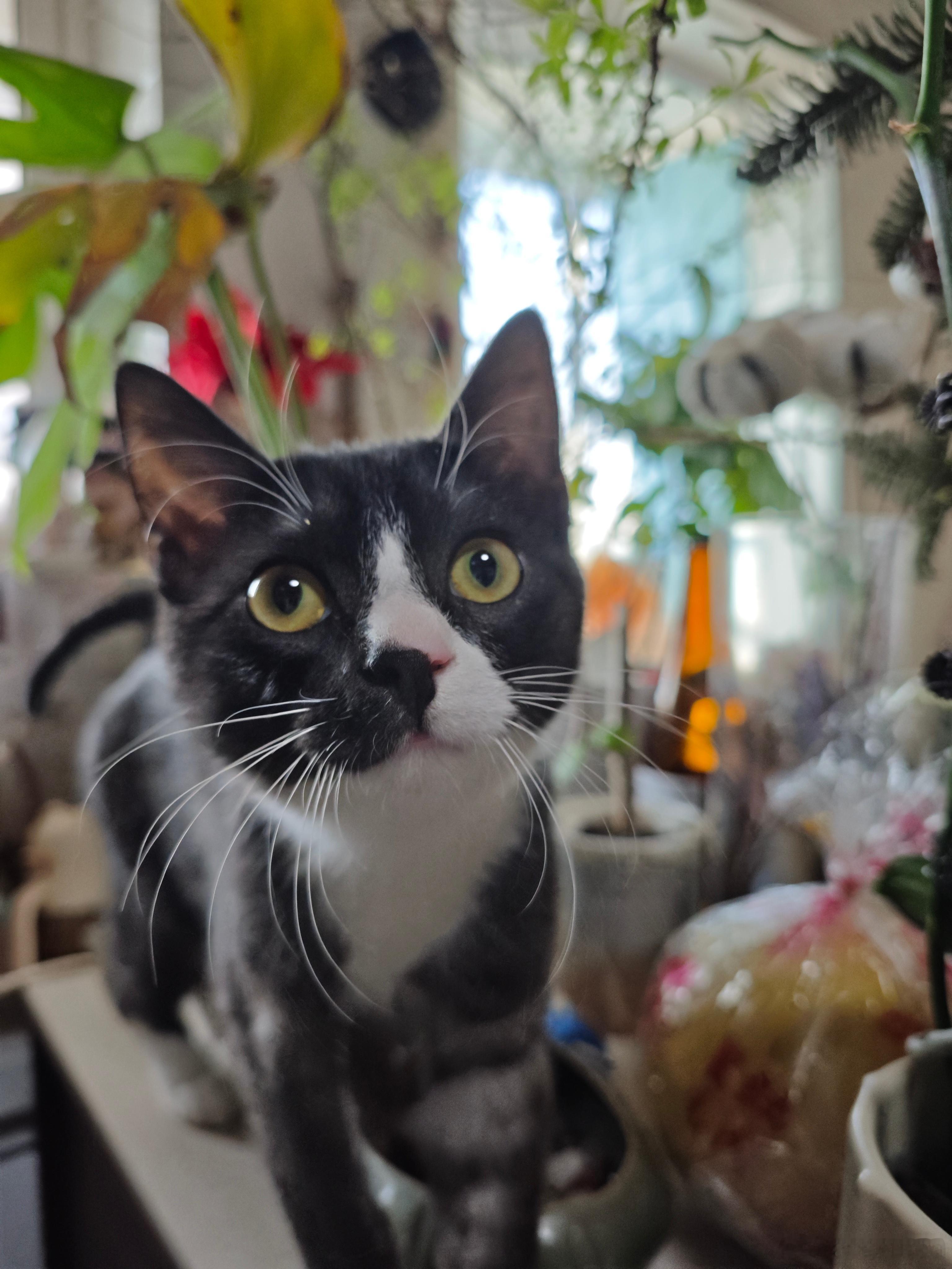 奶牛猫就是精神足 