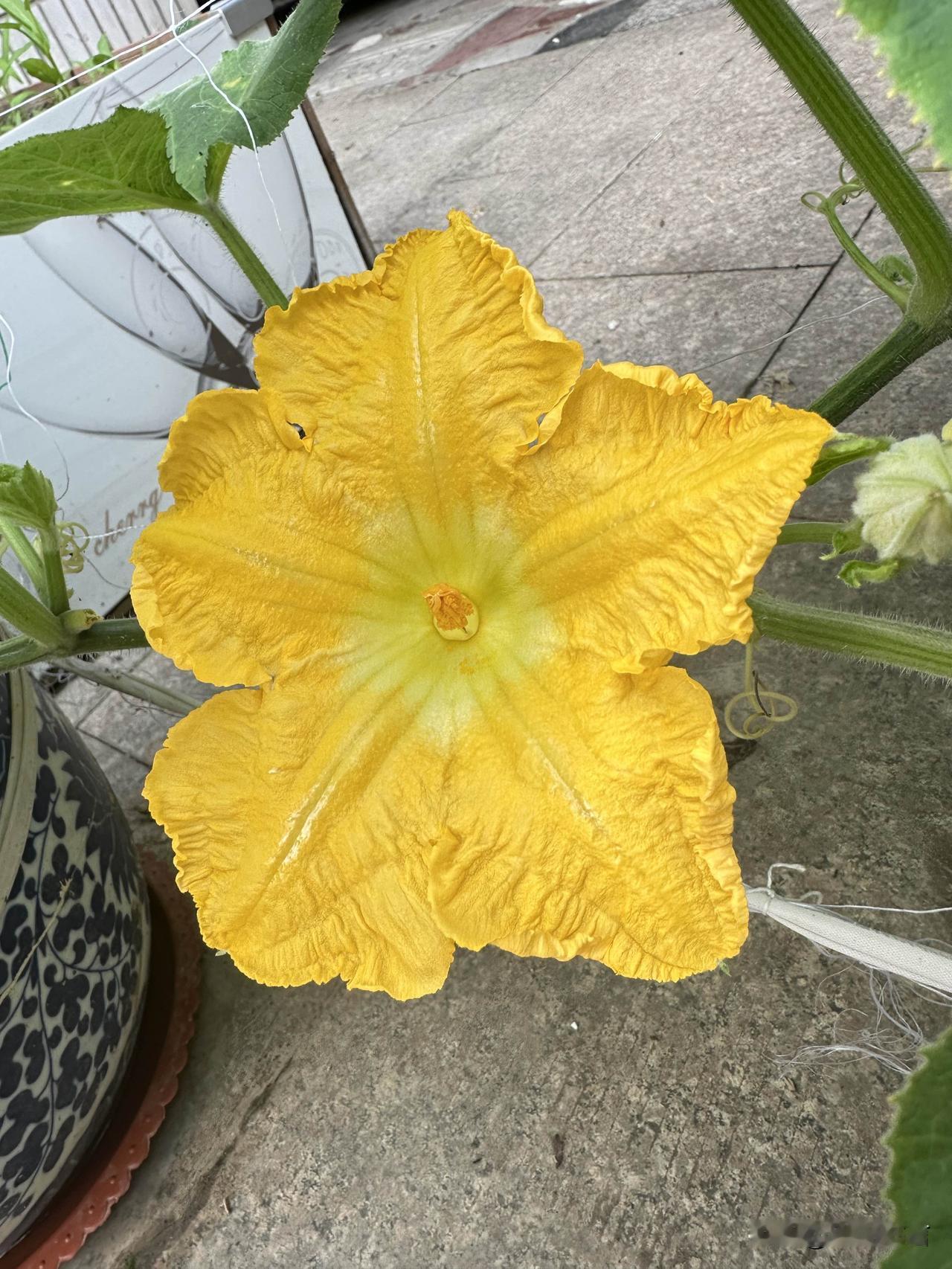 分享一张你拍的花，什么花都行随拍