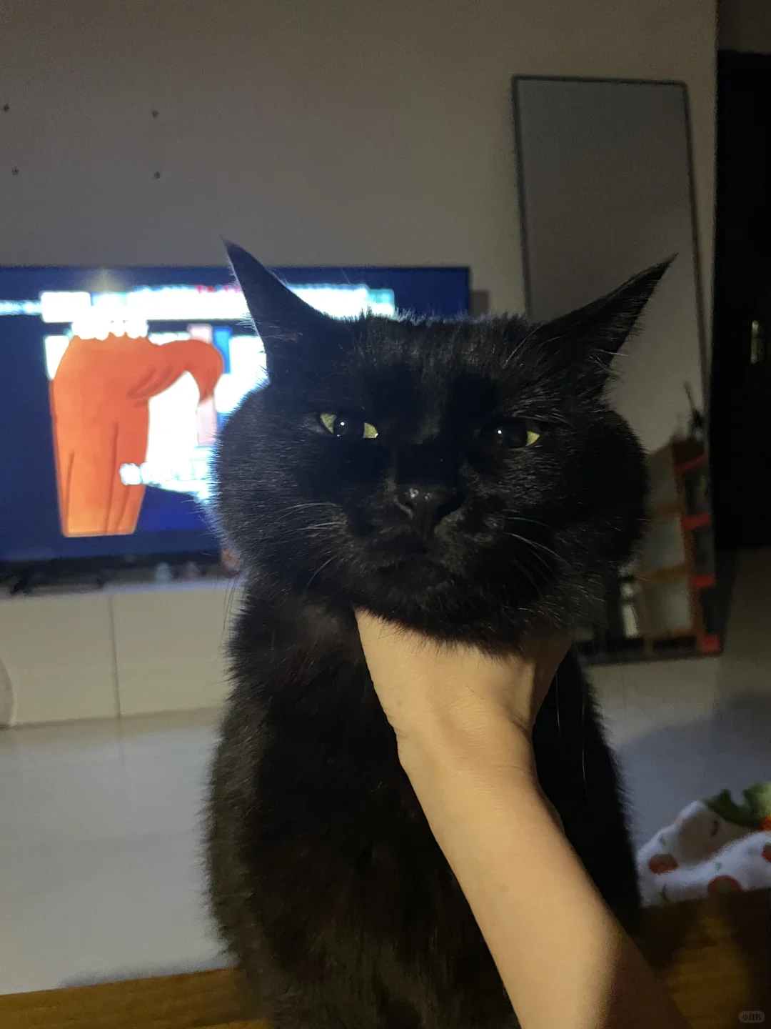 愚蠢的人类你们有本事把我吃了