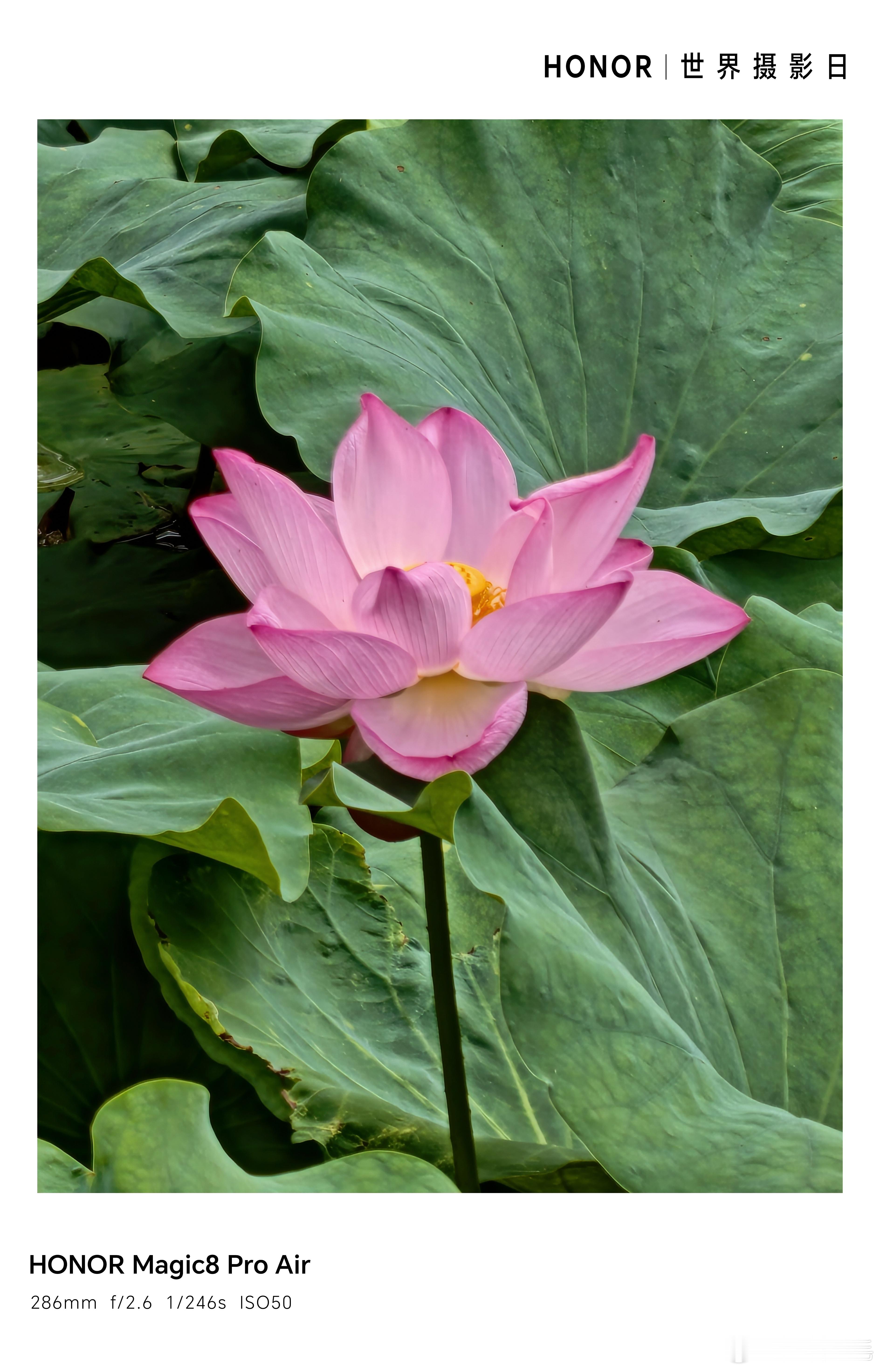 荣耀 一朵芙蕖，开过尚盈盈。用影像记录盛夏时光。荣耀手机影像计划