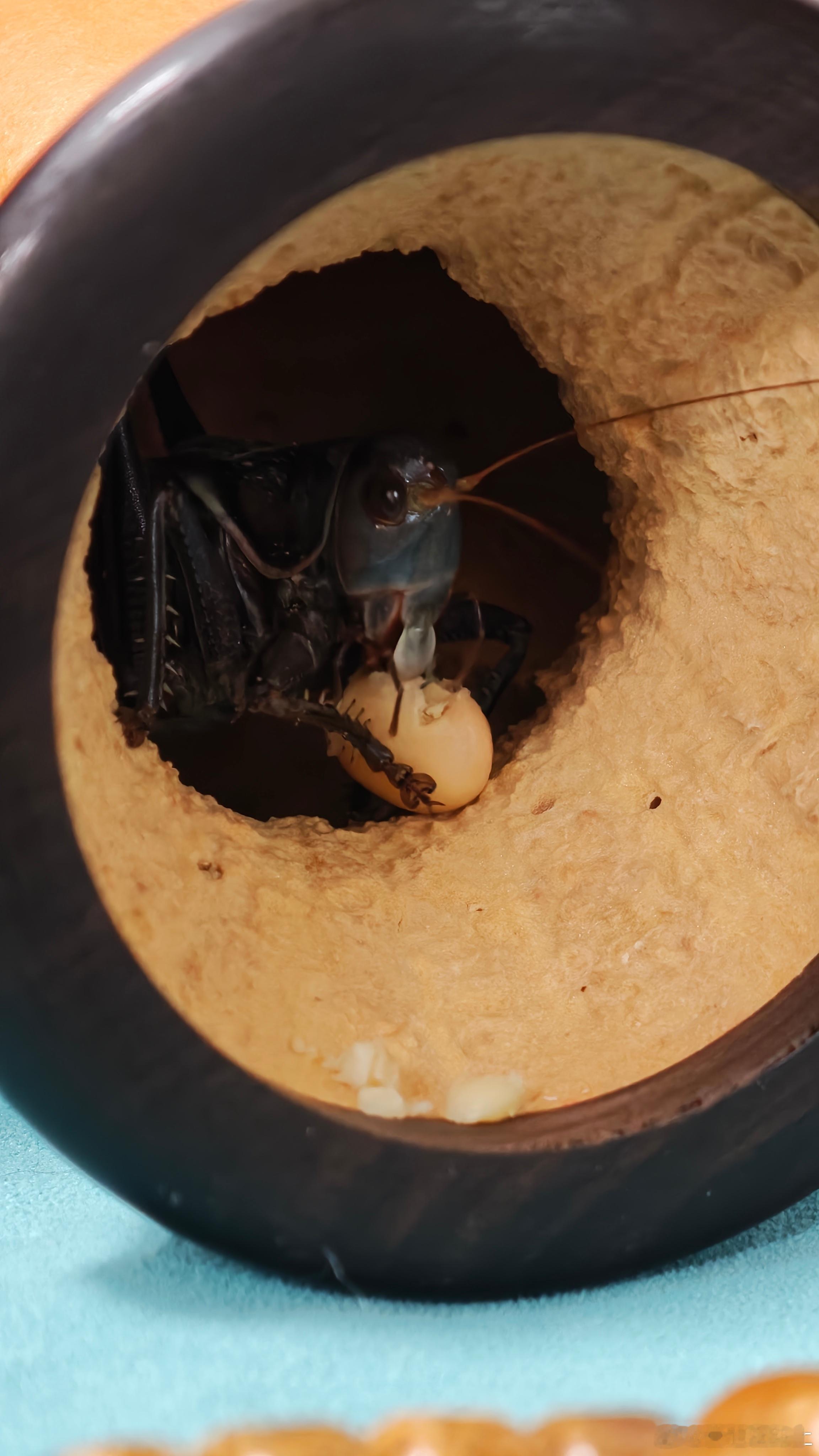 回家看看减肥4天的蝈蝈看见黄豆给急的直往自己葫芦里拖 但是据说这几天叫的挺欢实不