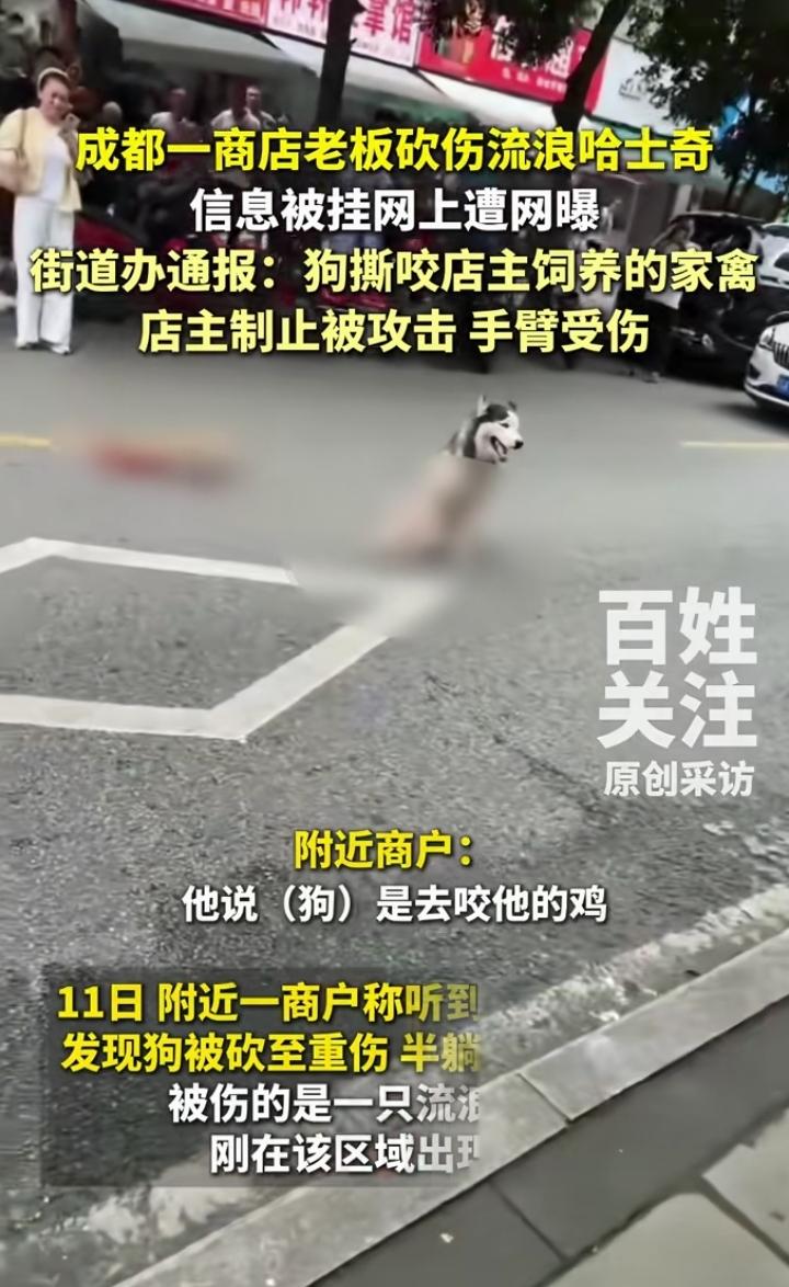 近日四川成都，一男子看见一只哈士奇在咬他家的家禽，男子上前劝阻被狗咬到手臂，火上