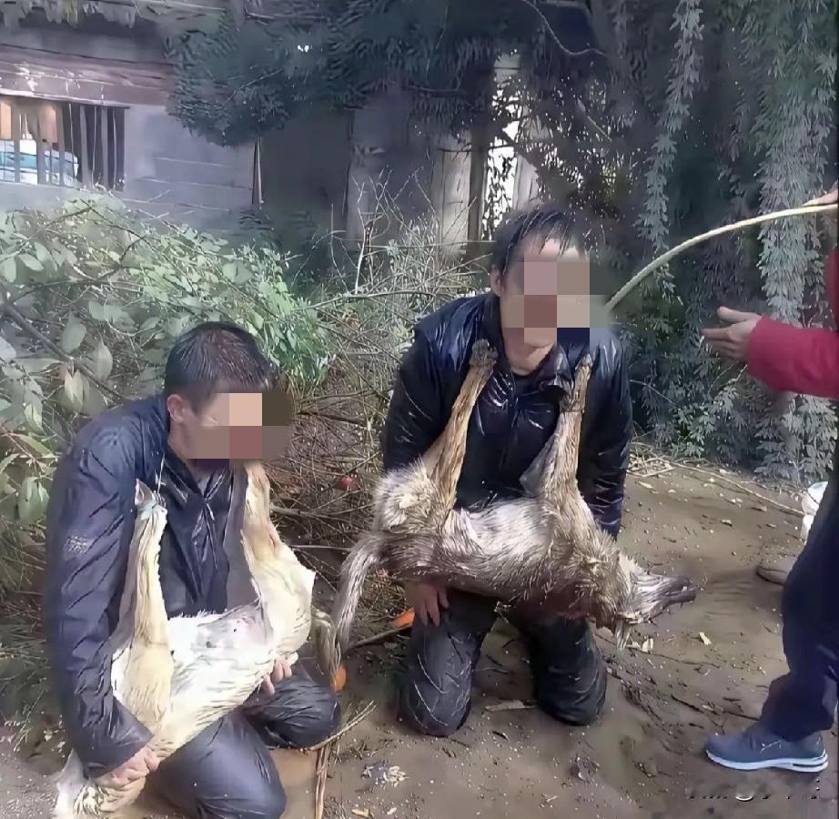 偷狗贼被抓到了，这样过份吗？