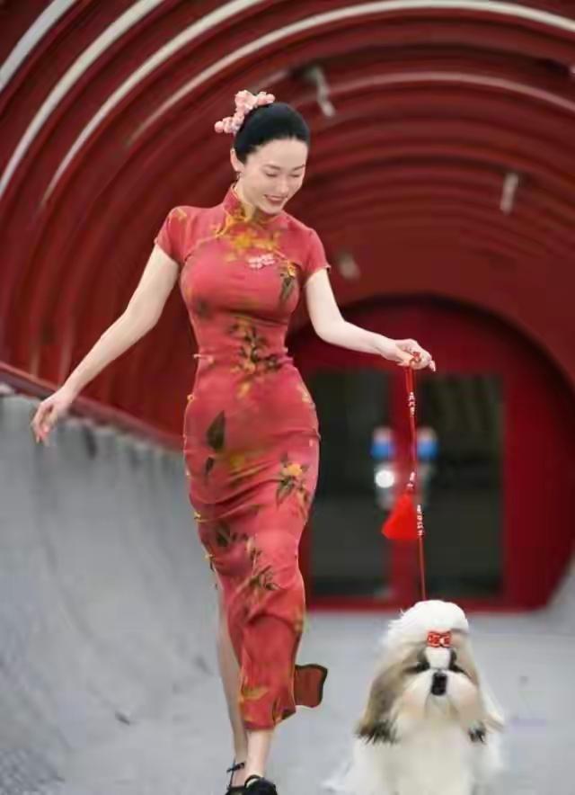 霍思燕养的西施犬藿香香获得了国际犬赛一等奖
霍香香戴着五星红旗图案的蝴蝶结
做实