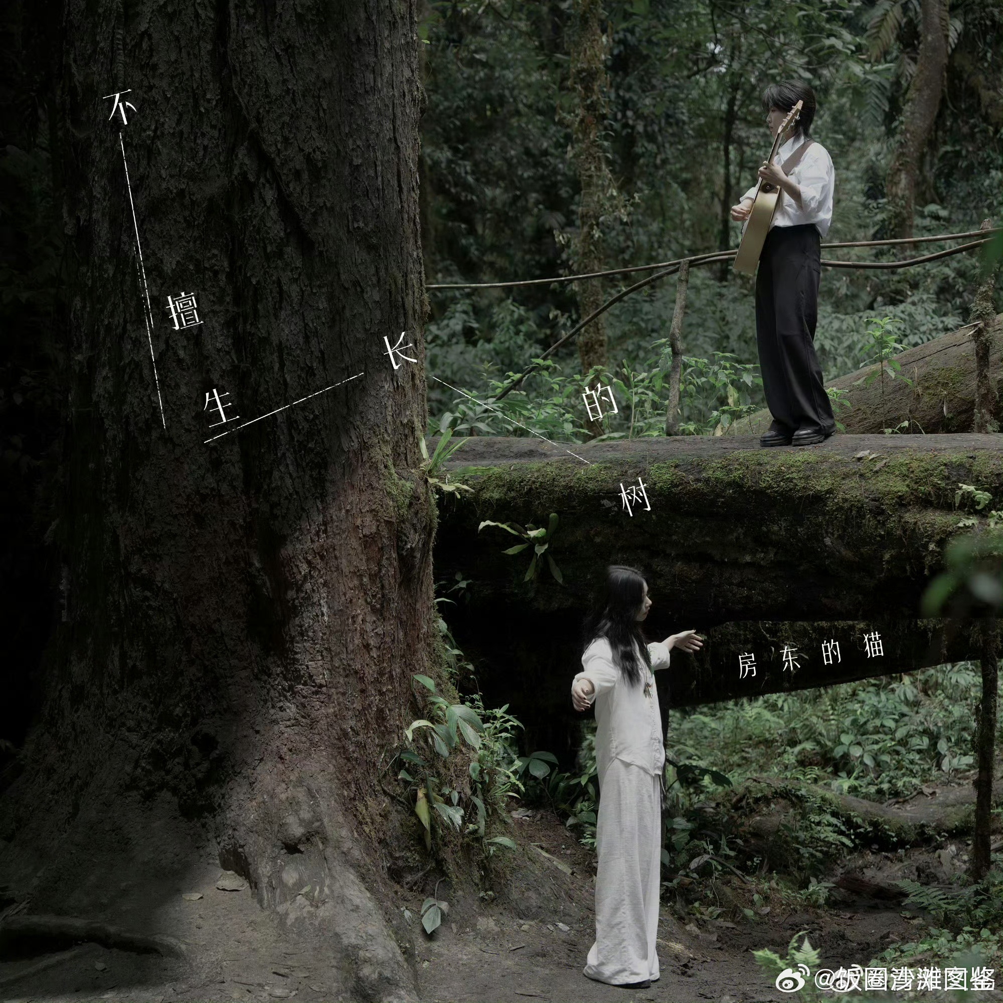 房东的猫新专辑不擅生长的树 循环播放停不下来，温柔民谣适配所有情绪低谷，房猫总能