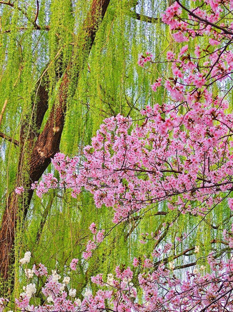 上联：缕缕春风花恣意；

（图片来自网络）