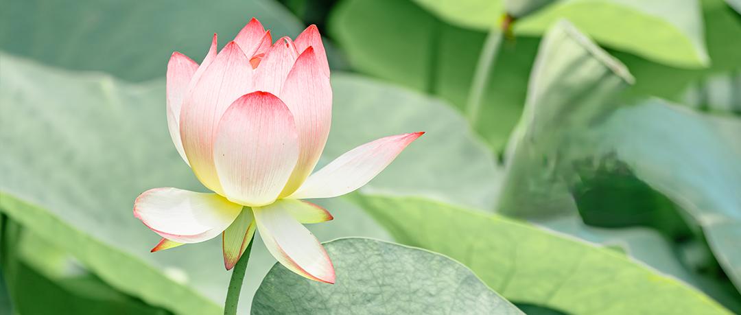 我大堂妹今年54岁了，都没有正儿八经的上过一天班。婚前，她爸养着；婚后，她想上班