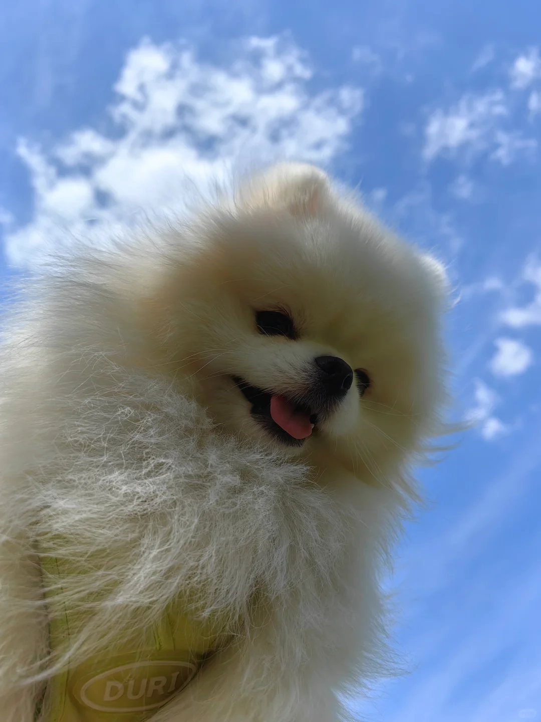 小狗自拍