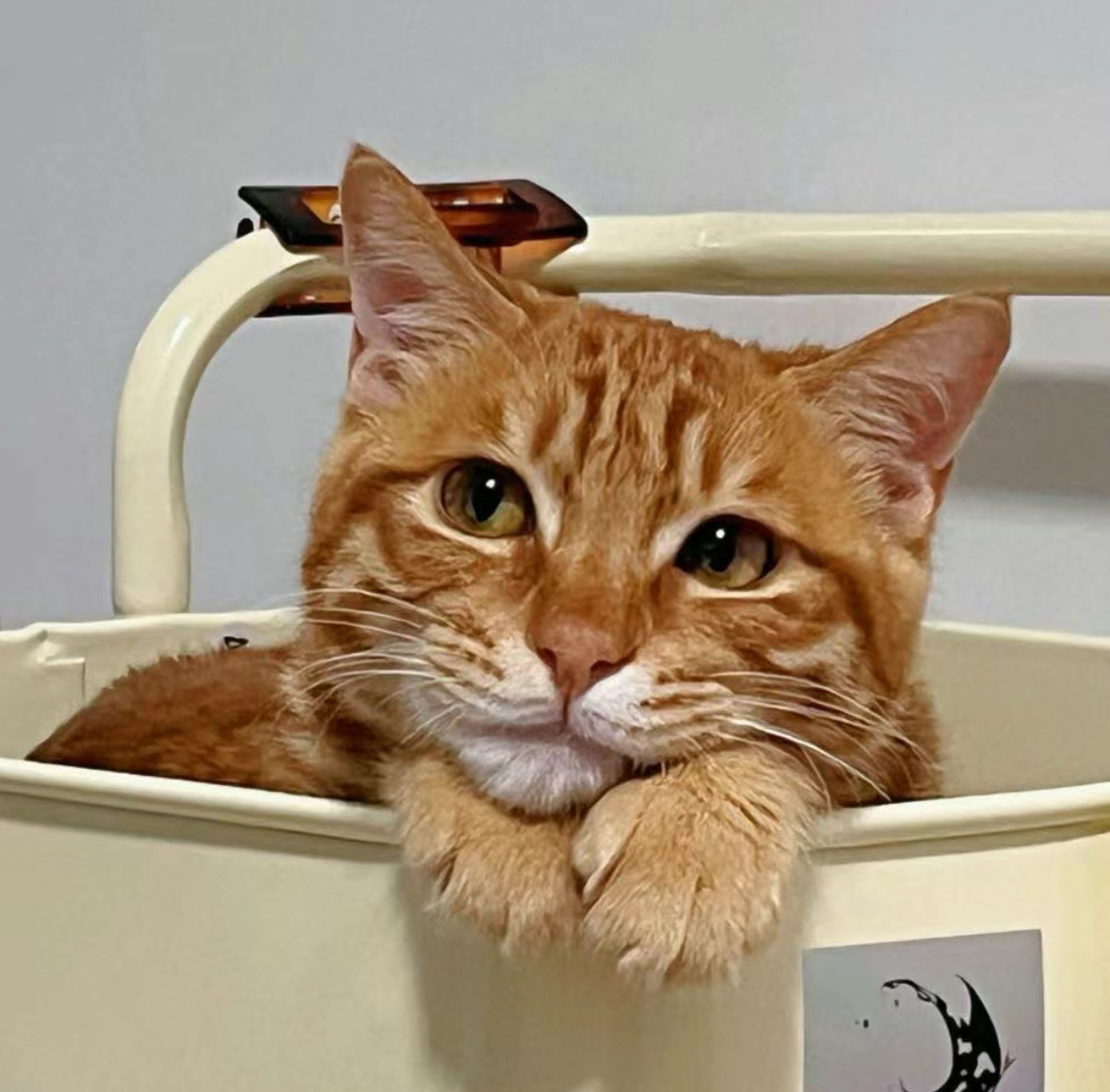 小猫才是违背了天性爱你猫是独居动物，但是ta愿意和你住在一起依赖你陪伴你。猫是狩