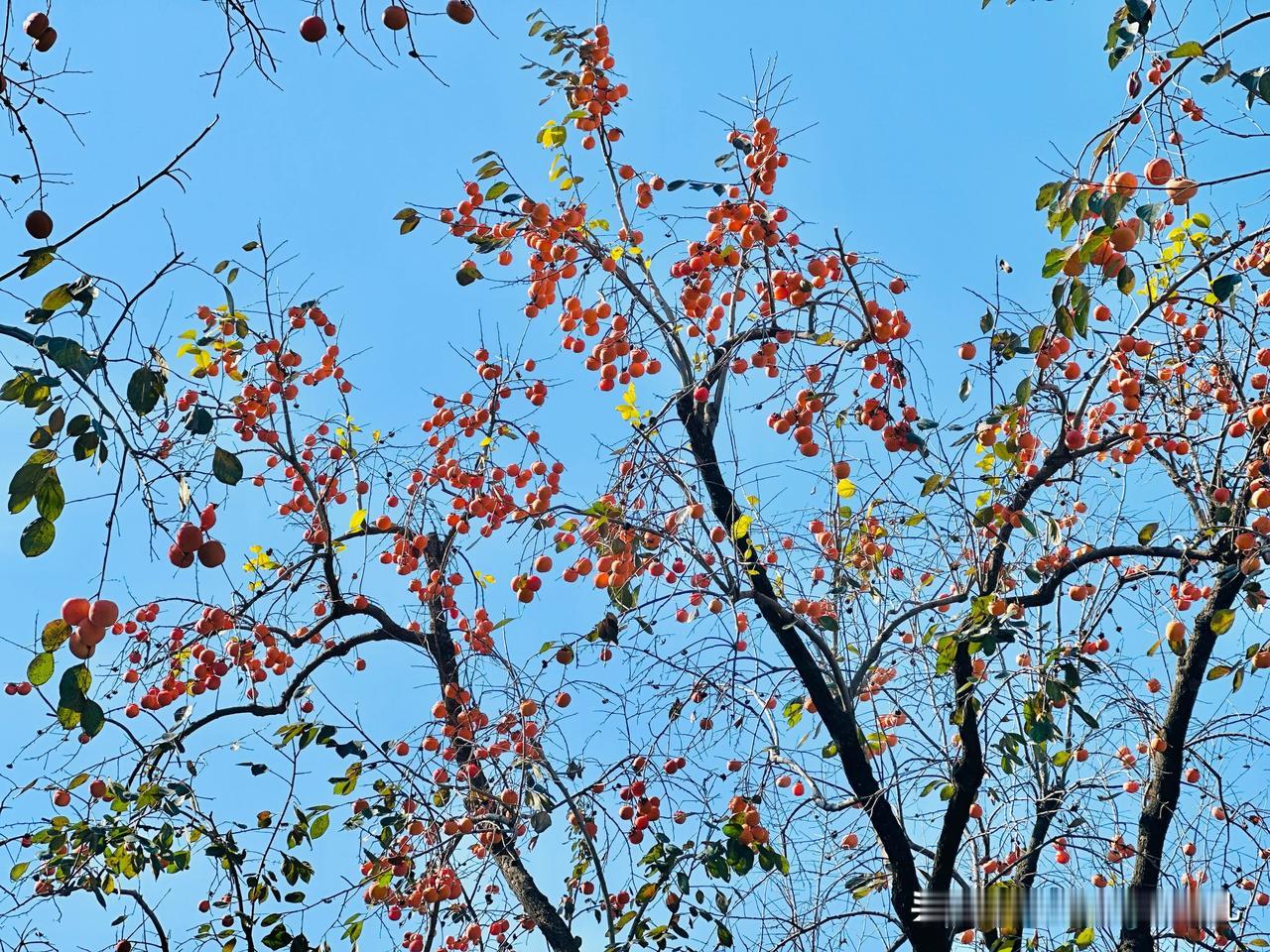 
景山公园、北海公园、潭柘寺、红螺寺、雍和宫、五塔寺……
北京城里的柿子是一种文