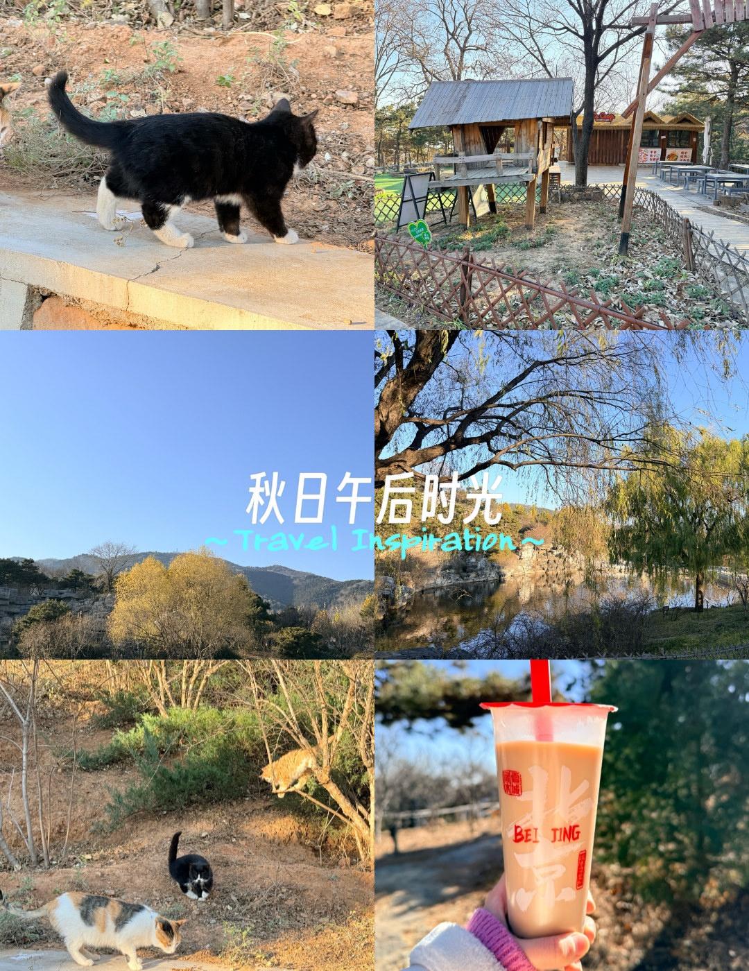 【北京西山森林公园Citywalk】
📍北京 
【北京西山森林公园Cityw吹