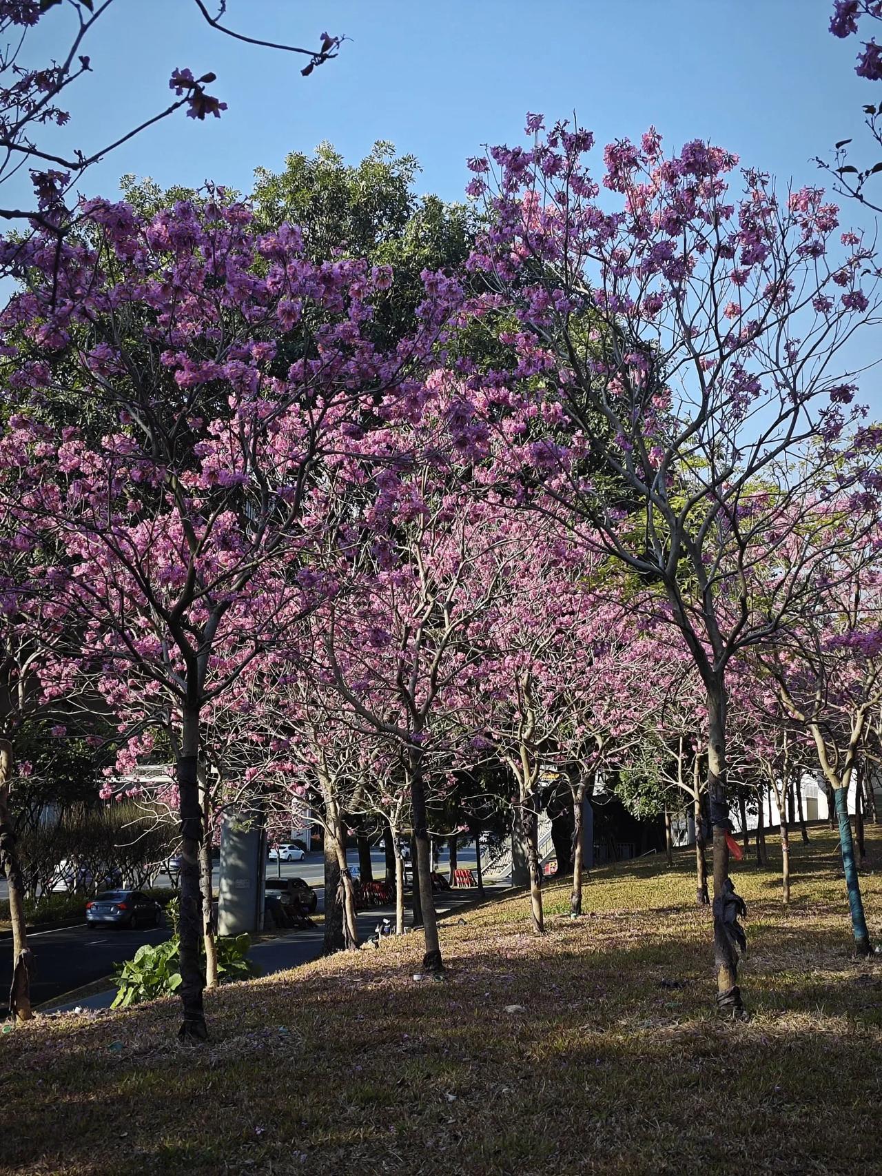 2025深度游深圳，跟着我的镜头去找那些小众的景点，不容易发现的美景，隐藏在角落