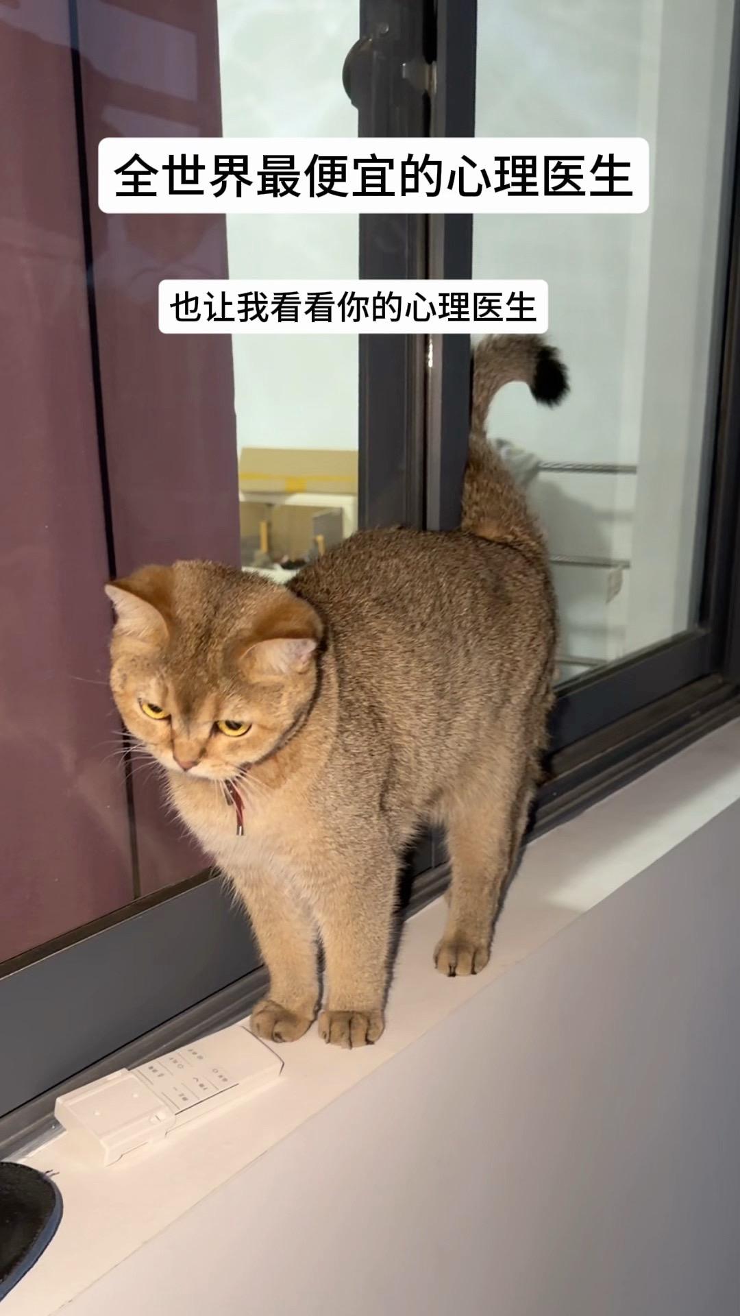 我的 每天到我的窗台上找我