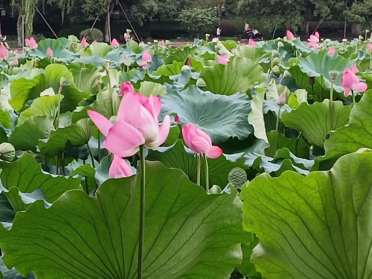夏日荷塘，绿意盎然，荷花点缀其间，如诗如画。荷花盛开，似仙子舞动绿裙，优雅迷人。