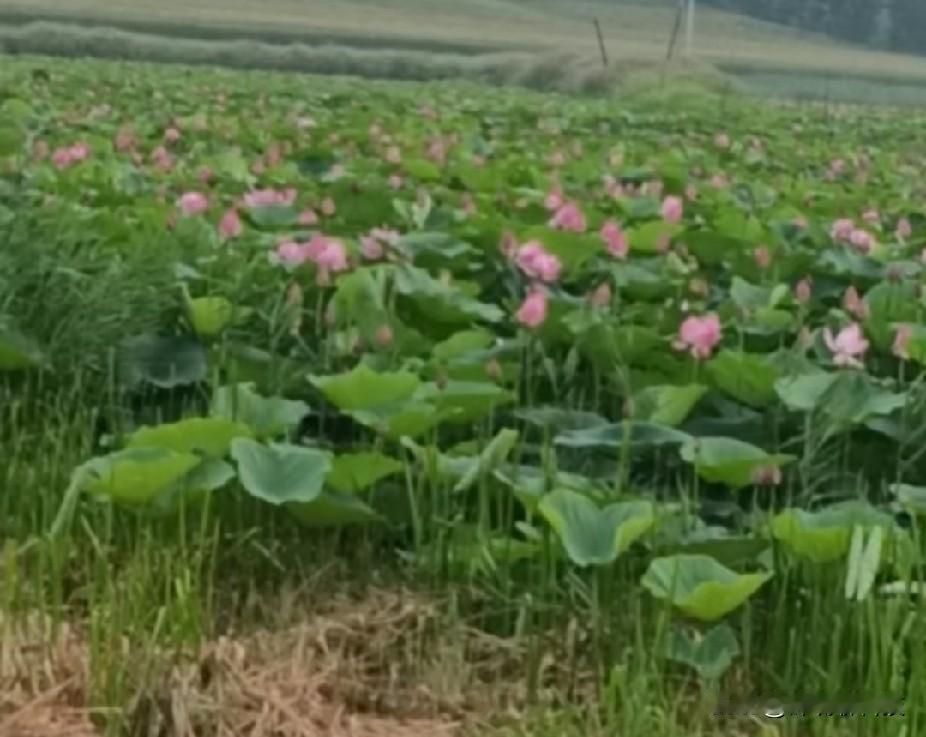 这里，曾经是一片荒芜，
几个热爱生活的女孩子，
撒下了莲子，
最初仅仅几朵荷叶，