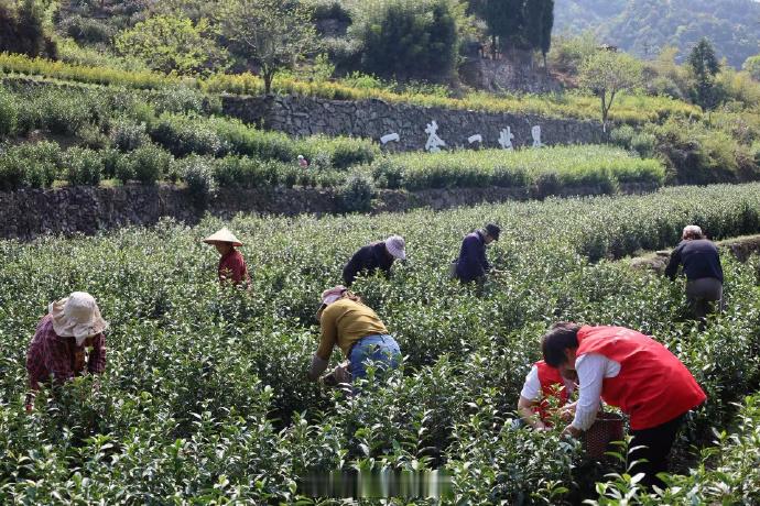 台州这个共富茶坊让深山茶香飘出好价钱 茶产业，是台州市天台县雷峰乡的支柱产业，也