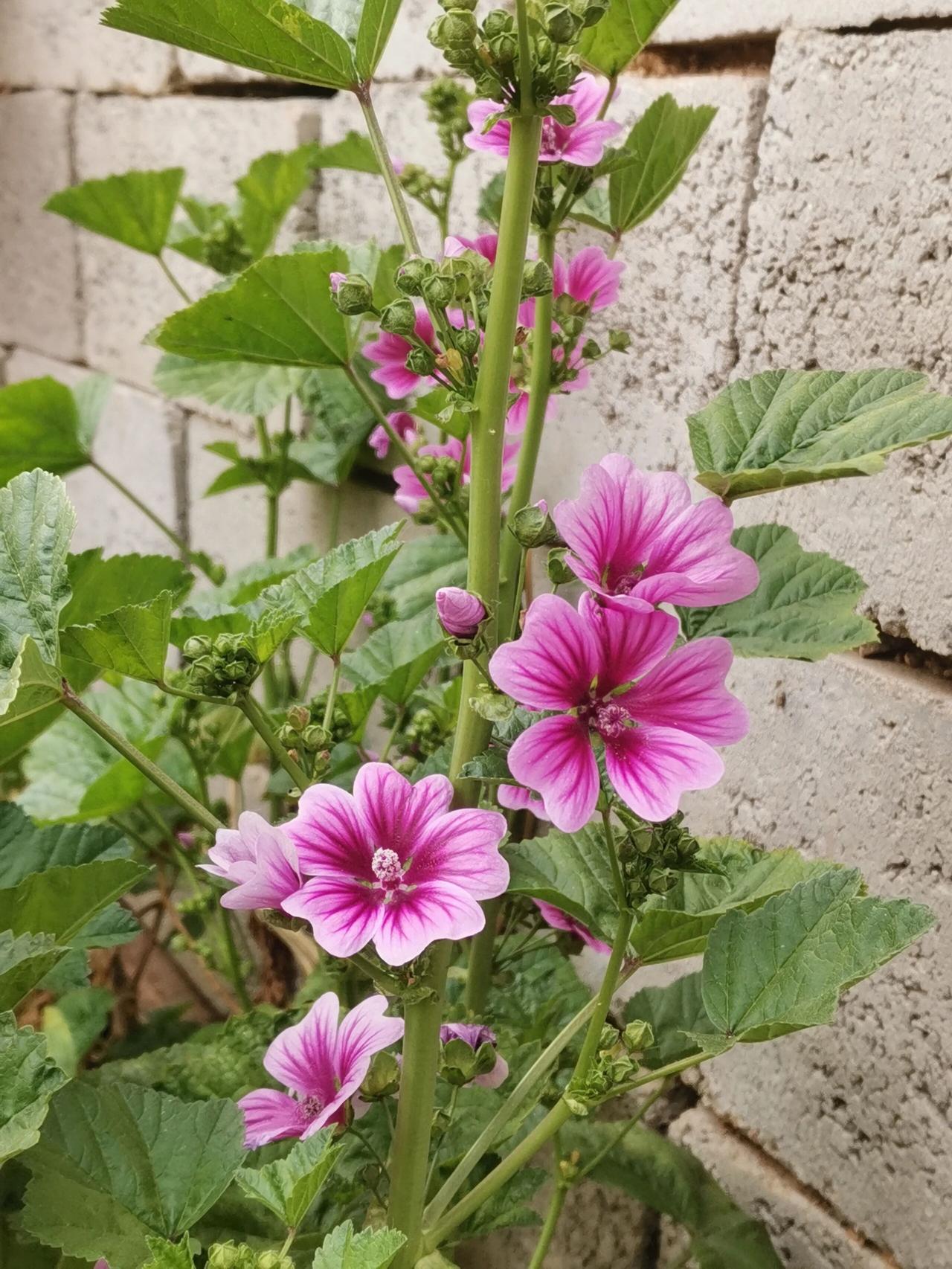 这是农村小院的锦葵花，老家叫它小秫秸花，初夏时节开始盛开，好看好养活，花期也长。