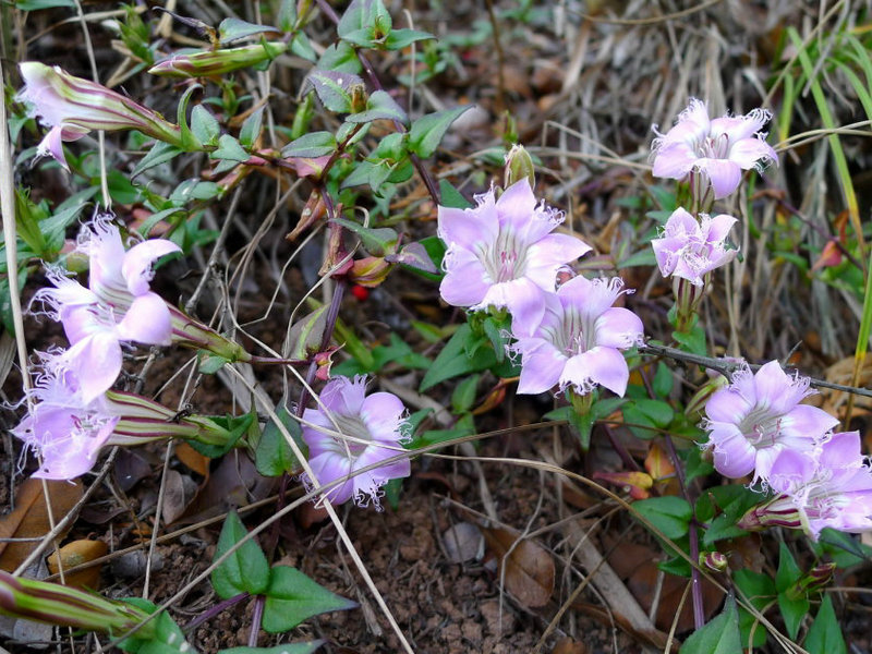 红花龙胆（Gentiana rhodantha）- 光照：半阴散射光，忌强光。-