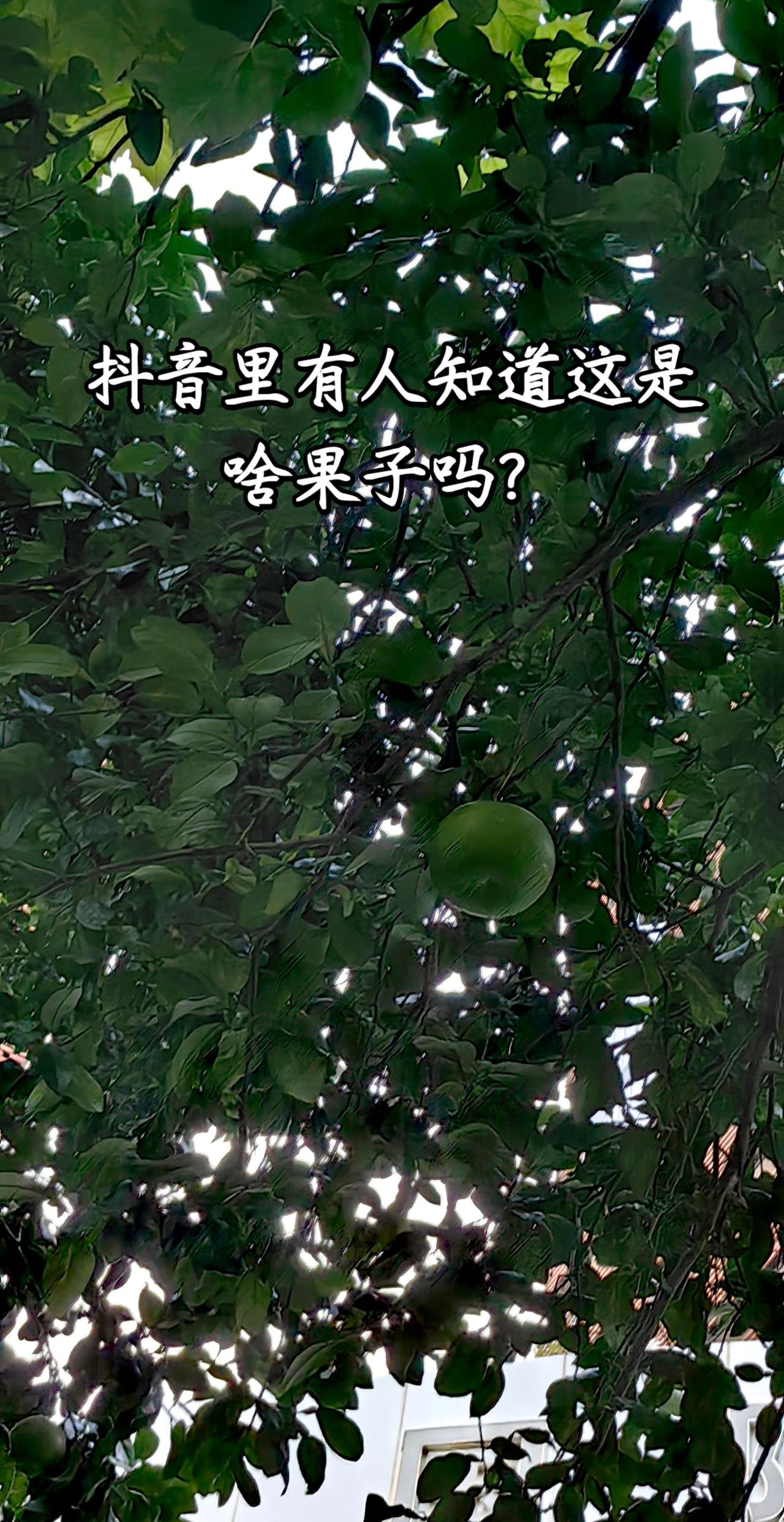 上海的绿化带也能结果子了…分享生活