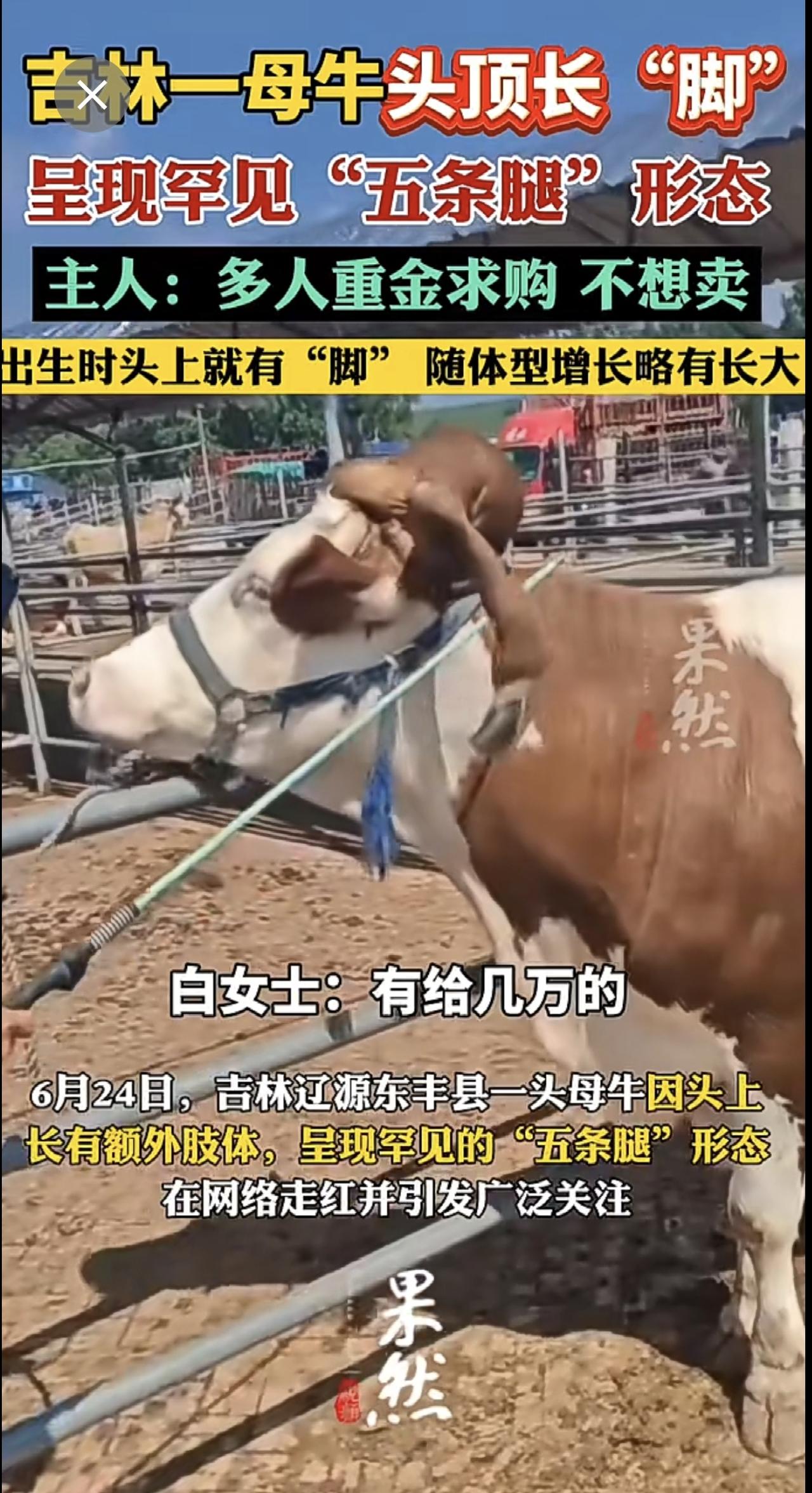 吉林一母牛头顶长“脚”。
