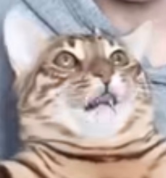 缅因猫赛级缅因库恩猫